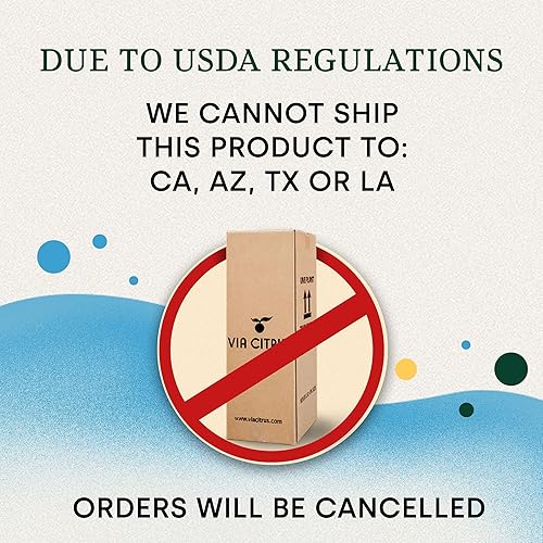 Vista 2 de Calamondin Tree - Plantas vivas para exteriores de 18 a 22 pulgadas de alto, árboles frutales de interior enanos, plantas vivas que no se pueden
