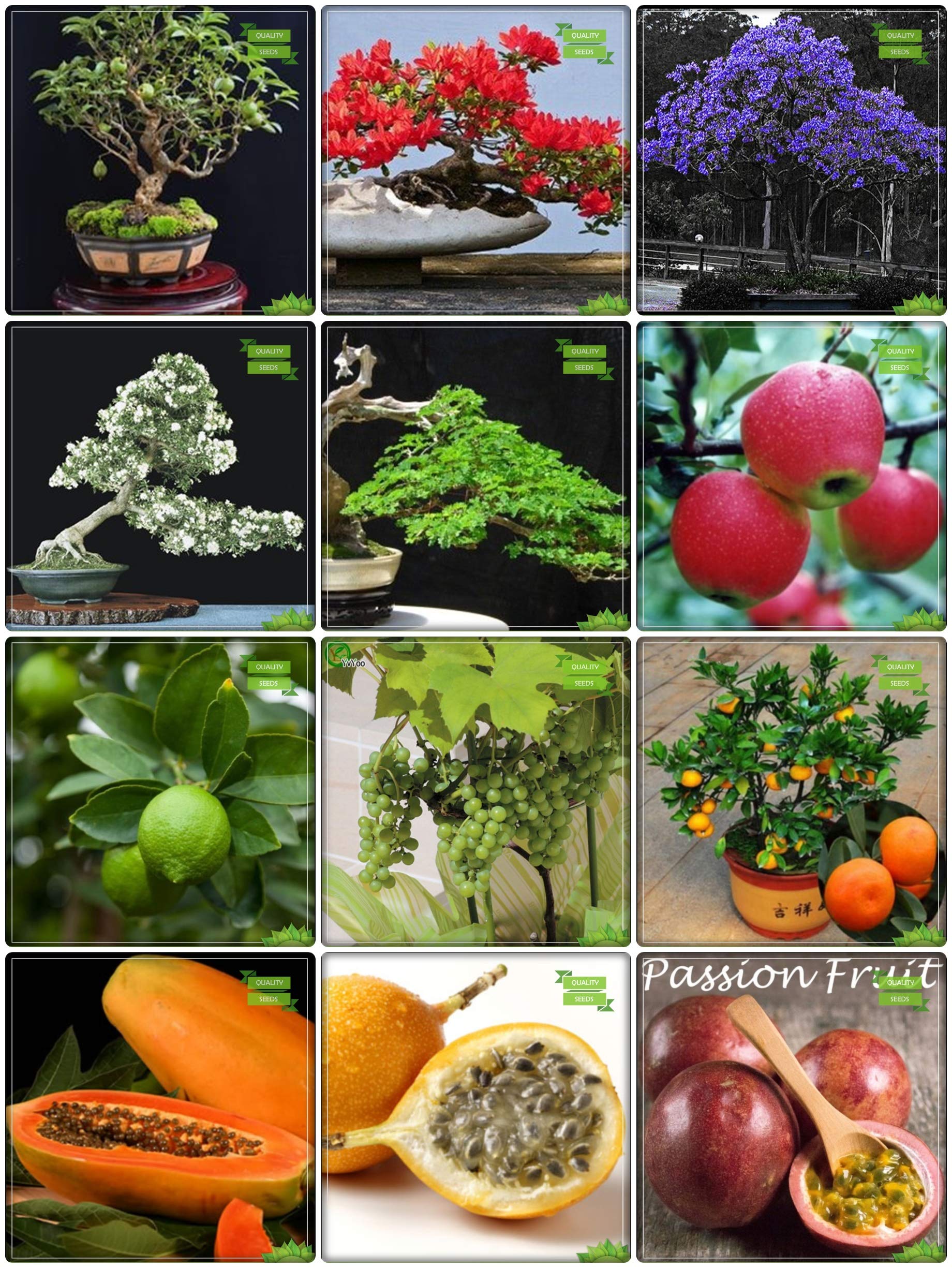 Creative Farmer Seeds And Plants Combo Fruit Bonsai Suitable & Flower Bonsai Suitable : Jacaranda, Delonix Regia, Orange Jessamine, Raintree, Guava, Apple, Citrus Seeds, Grape, Orange, Papaya, Passion Fruit - Yellow, Passion Fruit - Violet Kitchen Ga (B07HTWKCJK) Amazon Price History, Amazon Price Tracker
