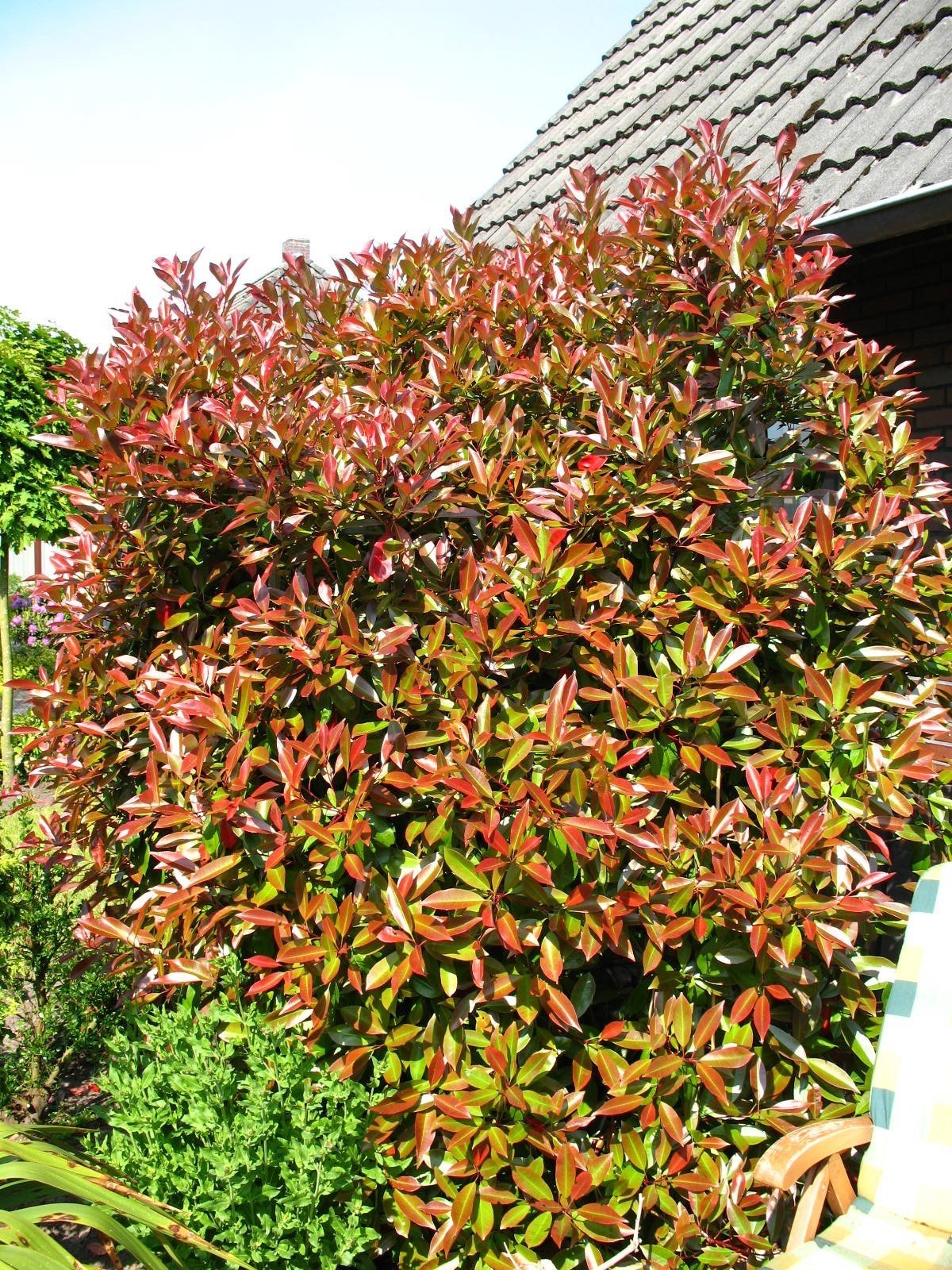 immergrne Glanzmispel Solitr Photinia fraseri Red Robin 150-175 cm hoch  im 20 Liter Pflanzcontainer : Amazon.de: Garten