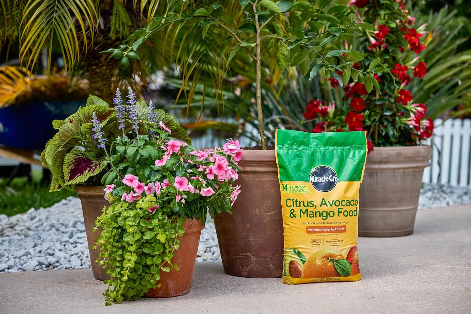 Miracle-Gro Citrus, Avocado, & Mango Food, 20 lb.
