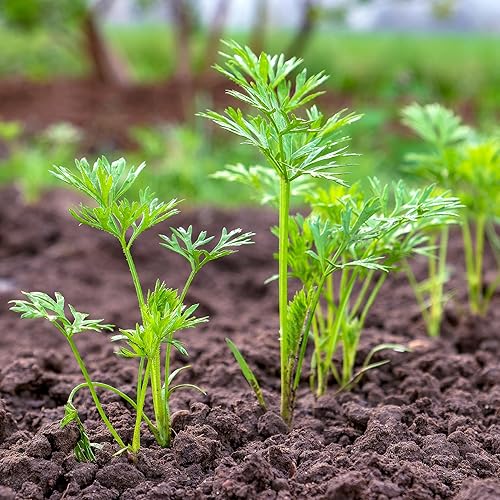 Miniatura 2 de Seed Needs, Red Core - Semillas de zanahoria Chantenay, 800 semillas tradicionales para plantar Daucus carota, cultivadas en casa sin OMG y sin