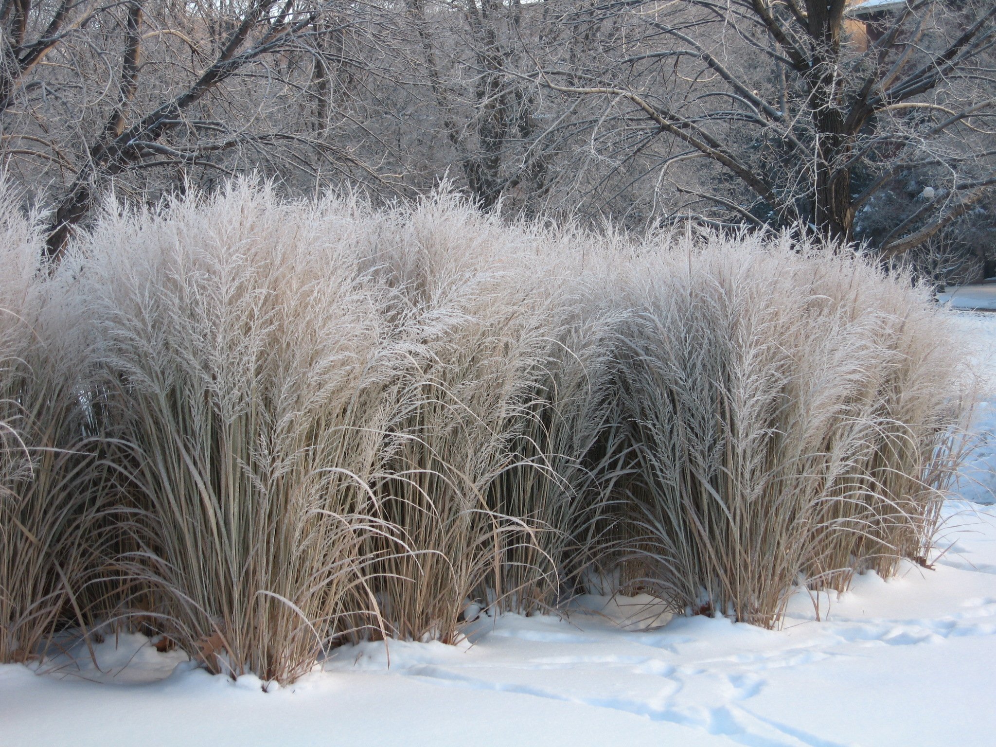 Stauden Gänge 3 x Panicum virgatum 'Northwind' im 1 Liter Topf (Ziergras/Gräser/Winterhart/Mehrjährig/Staude) Reisen Rutenhirse - TOP SORTE/EXTREM AUFRECHT - Perfekt für als Sichtschutz