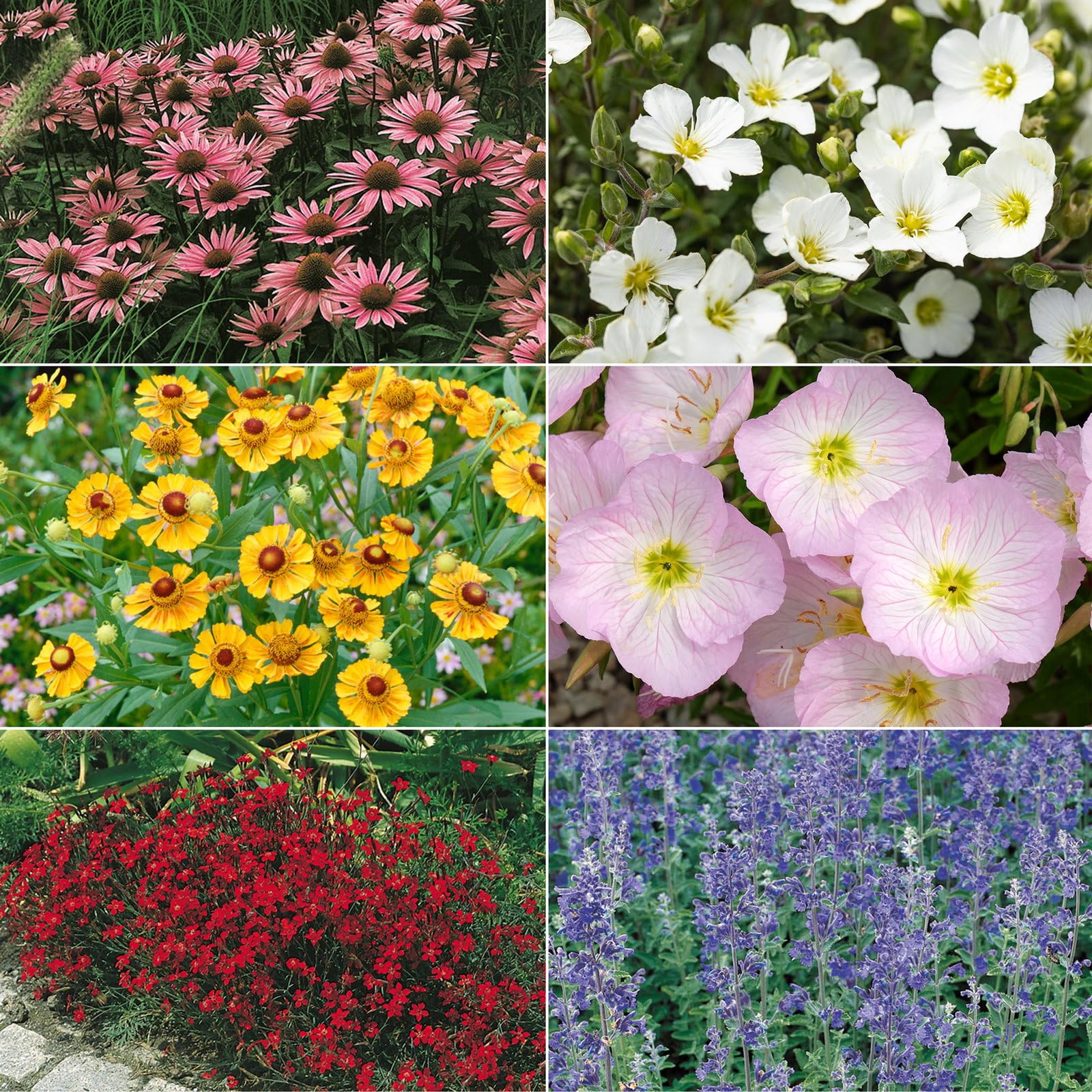 Insektenfreundliches Stauden Set, 18 Pflanzen für 3 m², bunt