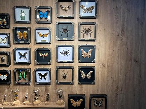Miniatura 4 de Araña enmarcada real, marco negro, escarabajo, mariposa, caja de sombra hecha a mano, marco de insectos, entomología única, muestras rarezas,