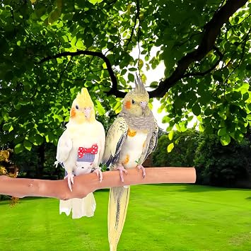 2Pcs Bird Diapers Bird Harness Flight Suits Diapers with 80 Inch Flying Leash Parrot Nappy Washable Cute Urine Wet Suit for Cockatiel Conure Macaw Budgies Parakeet-Pineapple&Kitten,M