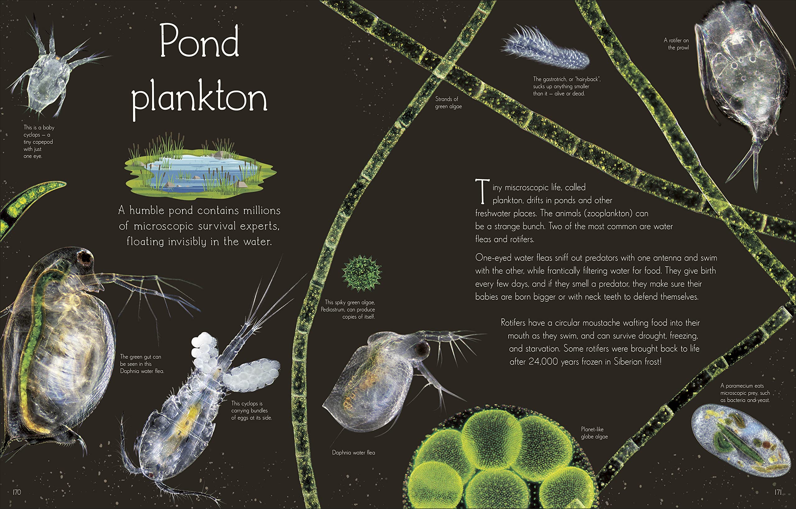 An Anthology of Aquatic Life: Discover the Secret Lives Under the Sea