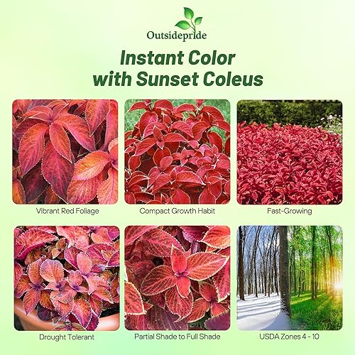 Miniatura 2 de Outsidepride 100 semillas anuales Coleus Wizard Puesta de sol Follaje Interior Casa Planta o Jardín Semillas de flores