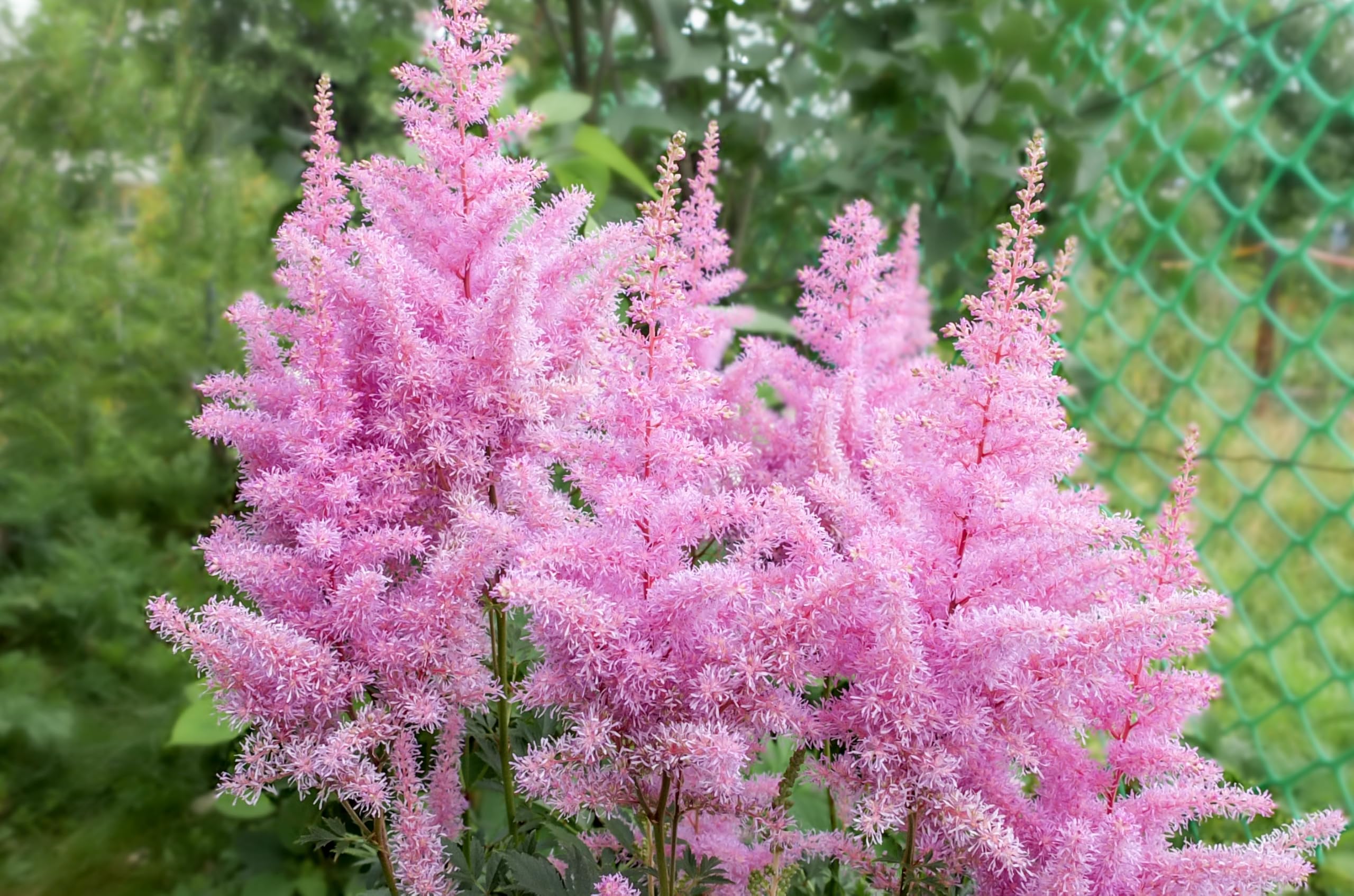 Stauden Gänge 10 x Astilbe arendsii 'Astary Rose' Prachtspiere winterhart