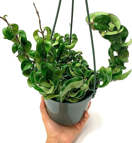 Vista 16 de Hoya Compacta también conocida como cuerda hindú Hoya Hoya disponible en maceta de 2 pulgadas Planta purificadora de aire