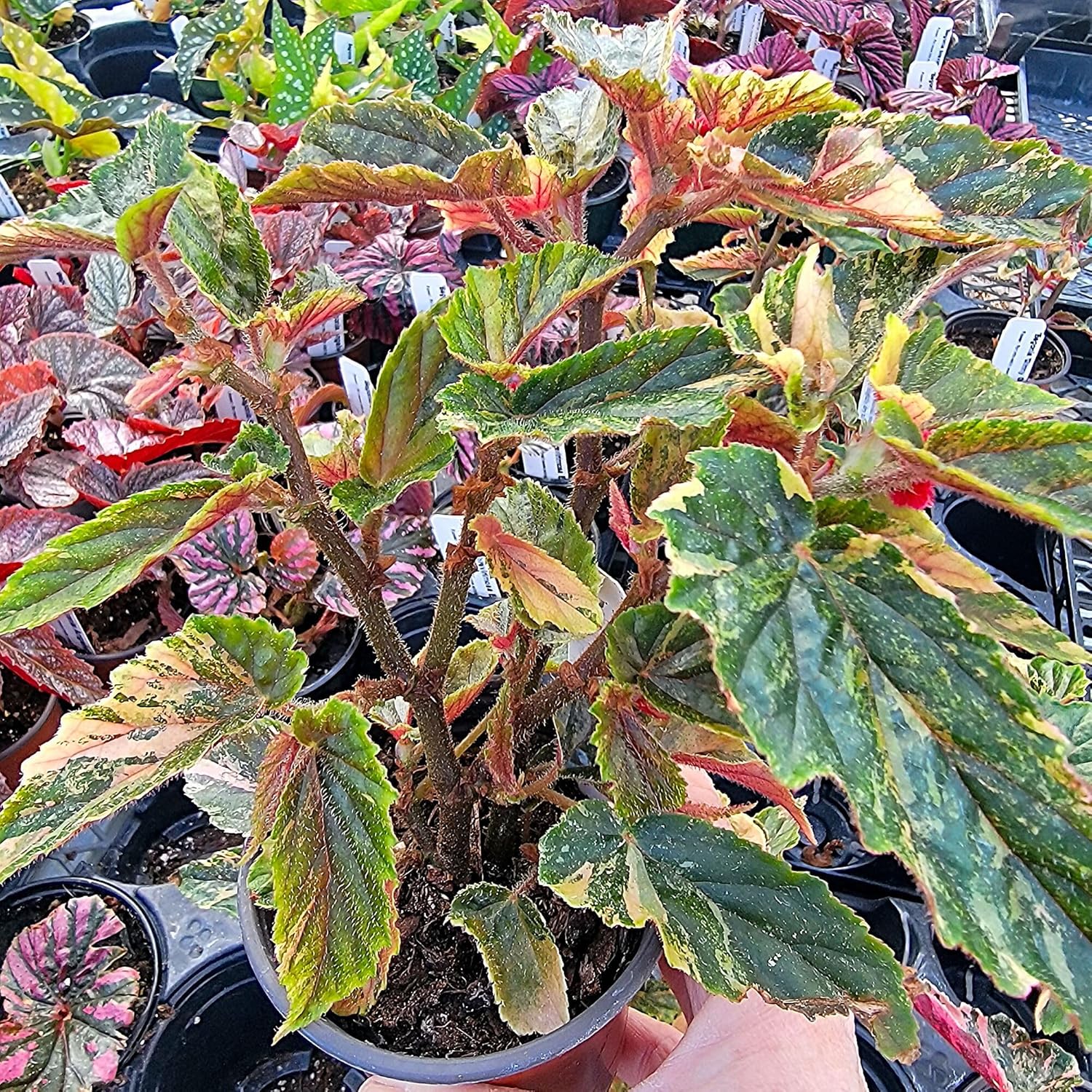 Begonia 'Ginny Galaxy', houseplant, Leaves with Bold Variegation in Pink, Cream, and Green, Container Size: 3.5"