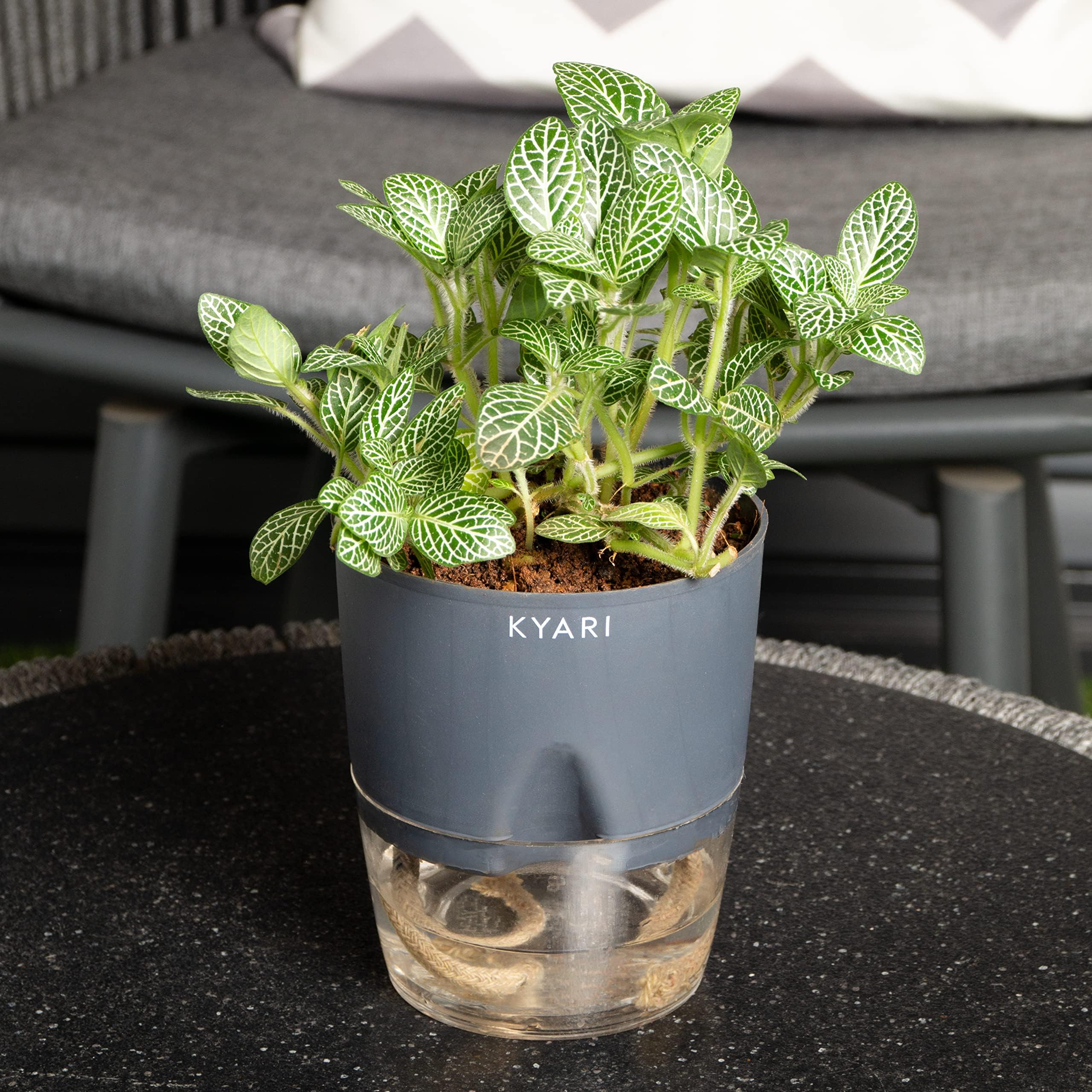 KYARI Calathea Triostar Indoor Plants for Living Room | Live Plants ...