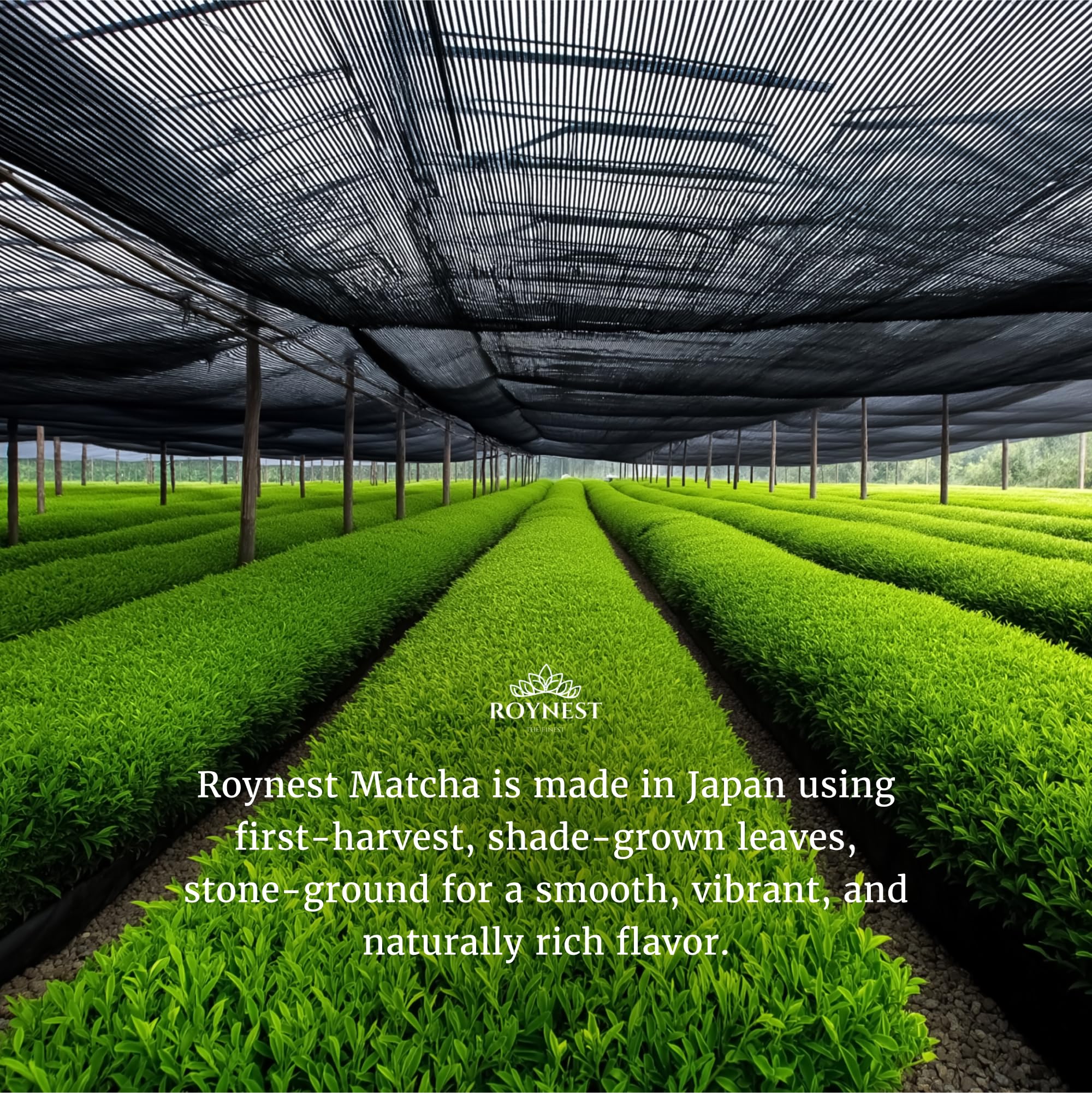 Roynest Premium Certified Organic Matcha Powder 100 Pure Matcha for Iced Lattes Smoothies Cold Drinks Baking - Clean — view 4