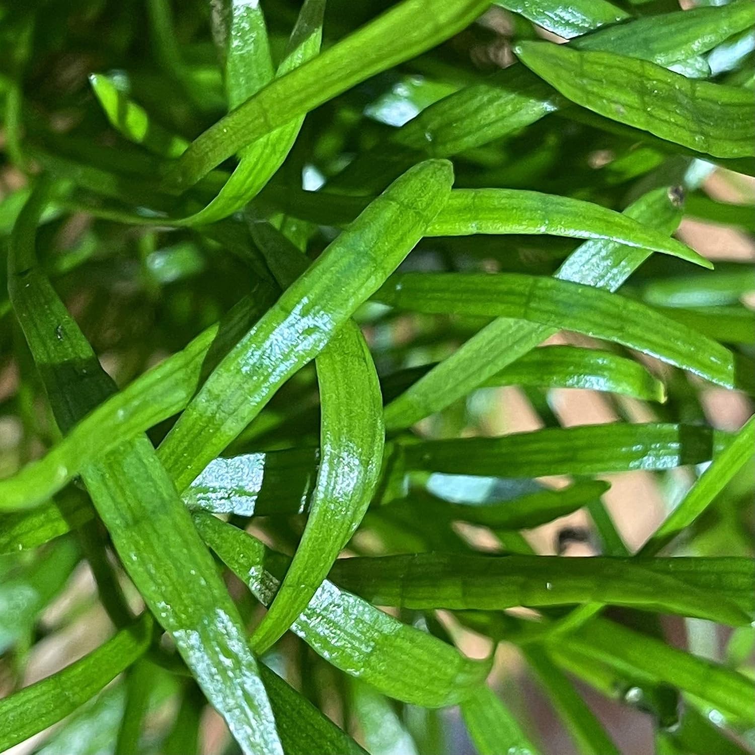 15 Pots New Zealand Grass Lawn in Aquarium