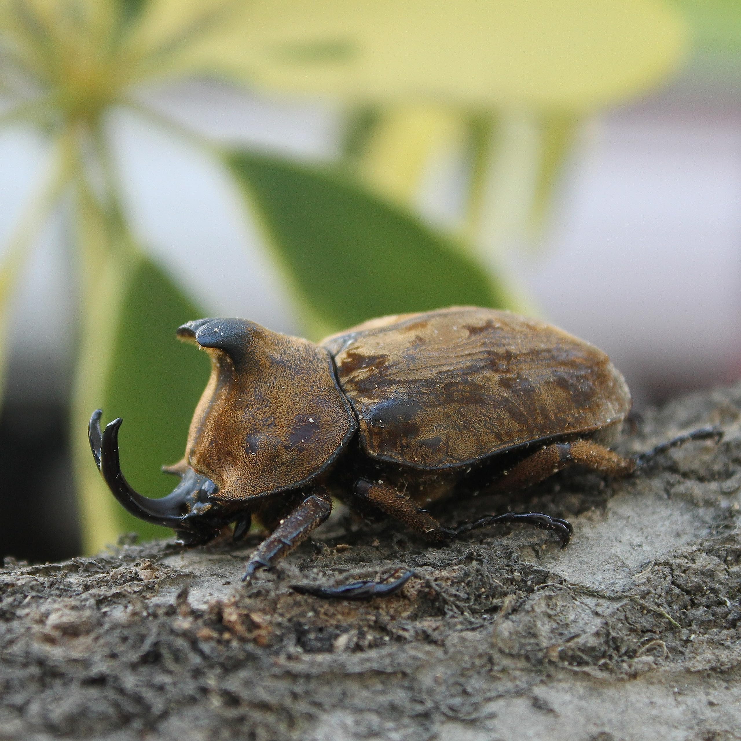 画像確認① サビイロカブト ペア