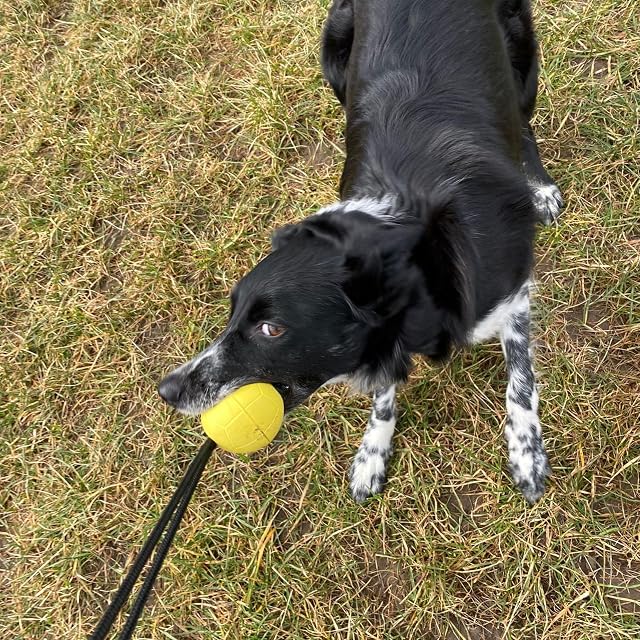 Foto 2 de 8 de Dingo Ball BIBI - Pelota de entrenamiento (7 cm, con mango, 30 cm), color amarillo