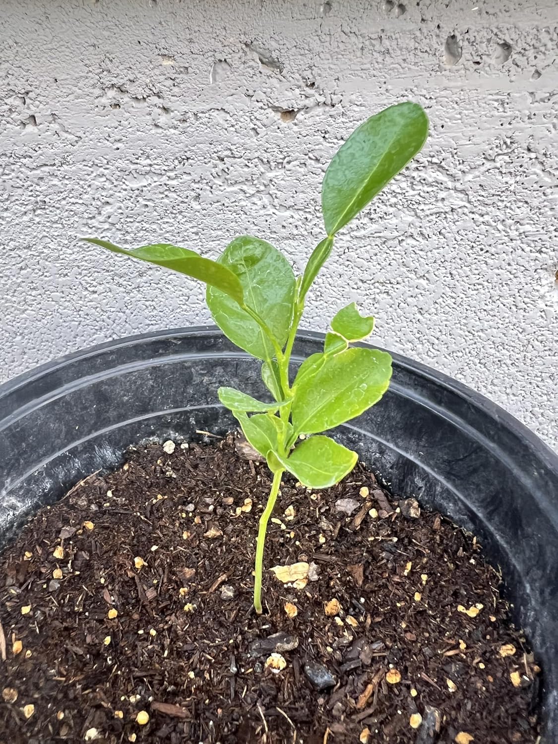 Live Kaffir Lime Tree Plant, Citrus Hystrix, Plant Starter Kit - Cannot Ship to FL, AZ, TZ, CA, LA, HI