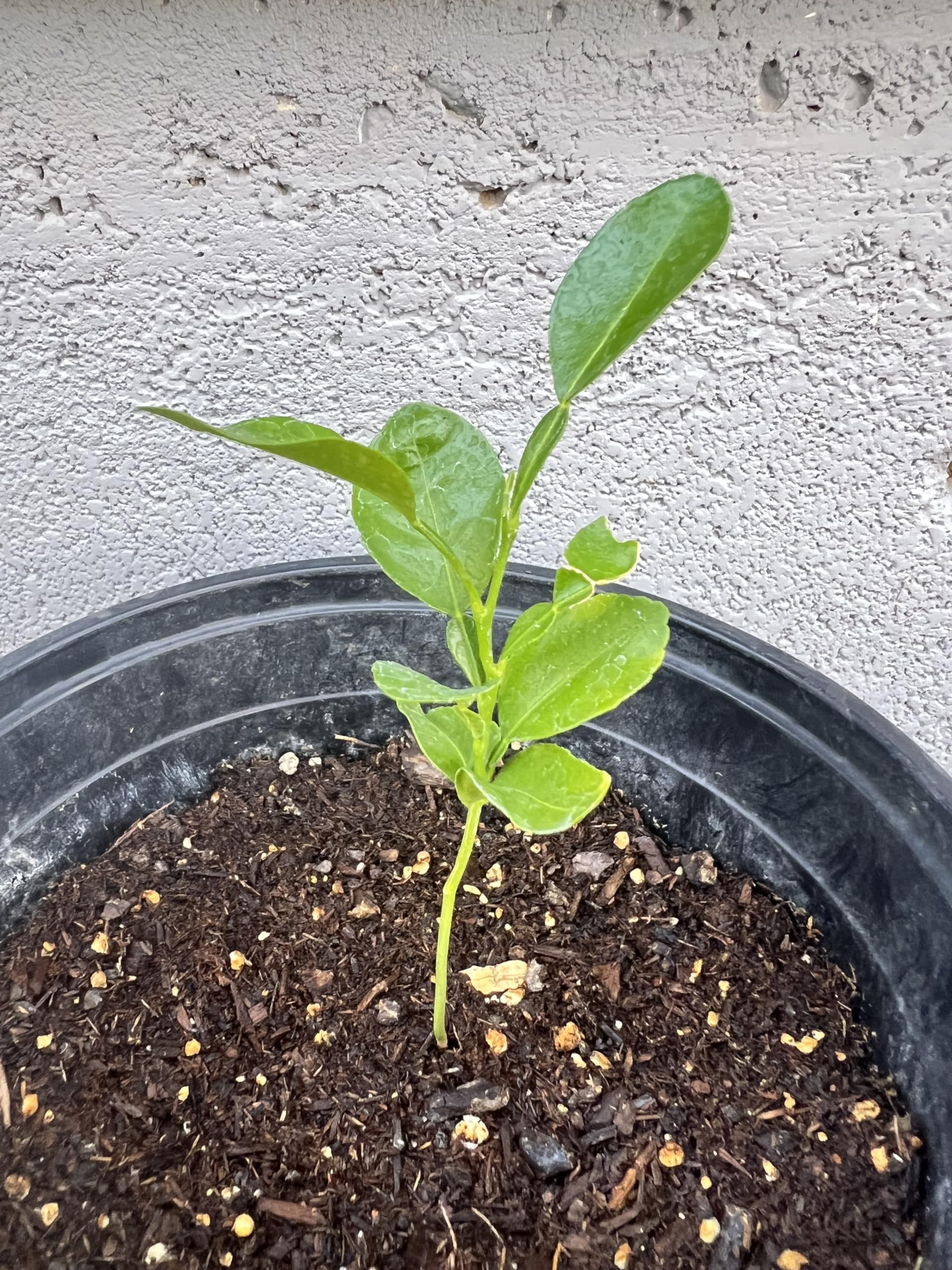 Milk‐tree♡ Amazon.com : Live Kaffir Lime Tree Plant, Citrus Hystrix