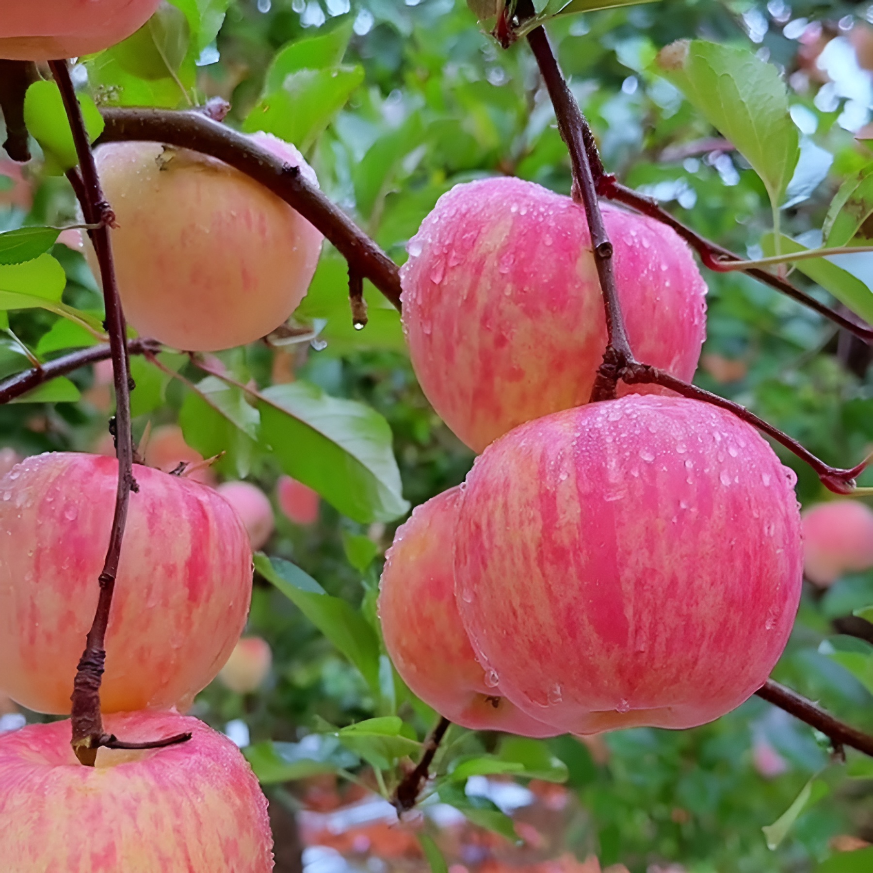 Rosarian® Premium Variety HRMN-99 Apple Plant Hybrid Grafted Live