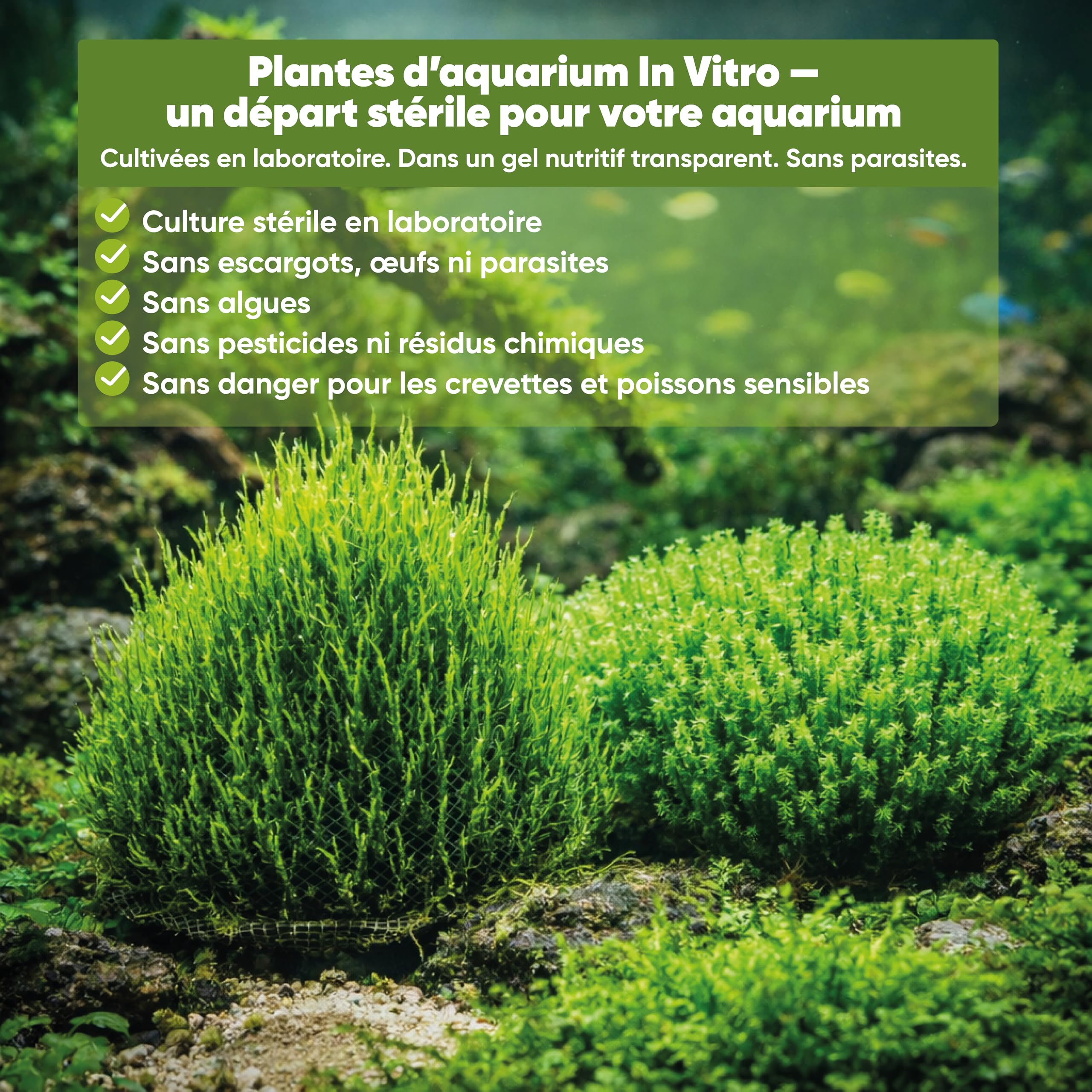 AquaBreedingSkill Taxiphyllum sp. in vitro – plante aquarium vivante, mousse d’aquarium sans parasites, idéale aquascaping et nano aquarium (Taiwan 2 pcs)