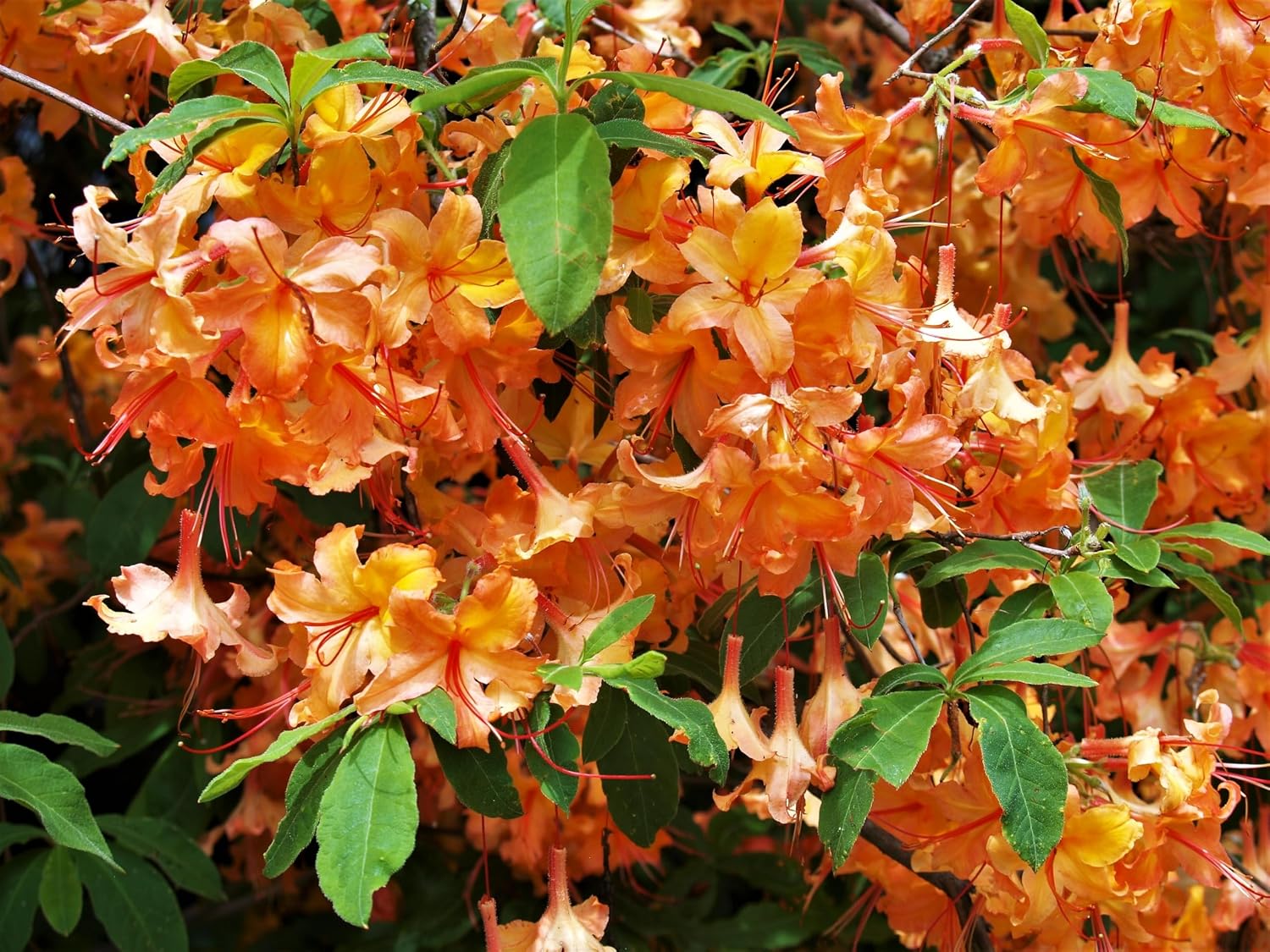 Flame azalea (Rhododendron calendulaceum)