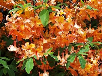 30 Orange Flame Azalea Rhododendron Calendulaceum Bush Shrub Flower Seeds
