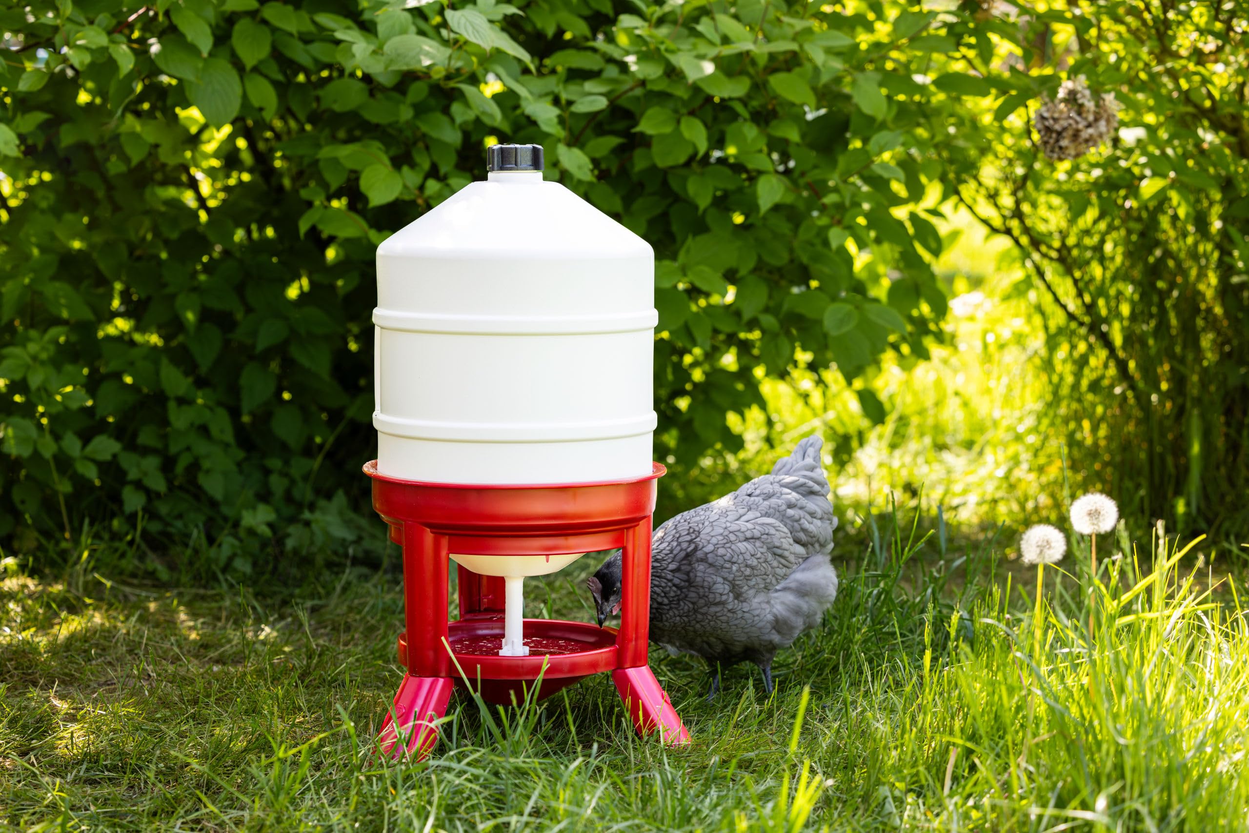 Kerbl Hobbyfarming Bebedero para Aves 30 l, Bebedero para gallinas, plástico, Altura 70 cm, se Puede llenar Desde Arriba, con Patas Anchas, Flujo de Agua Regulable
