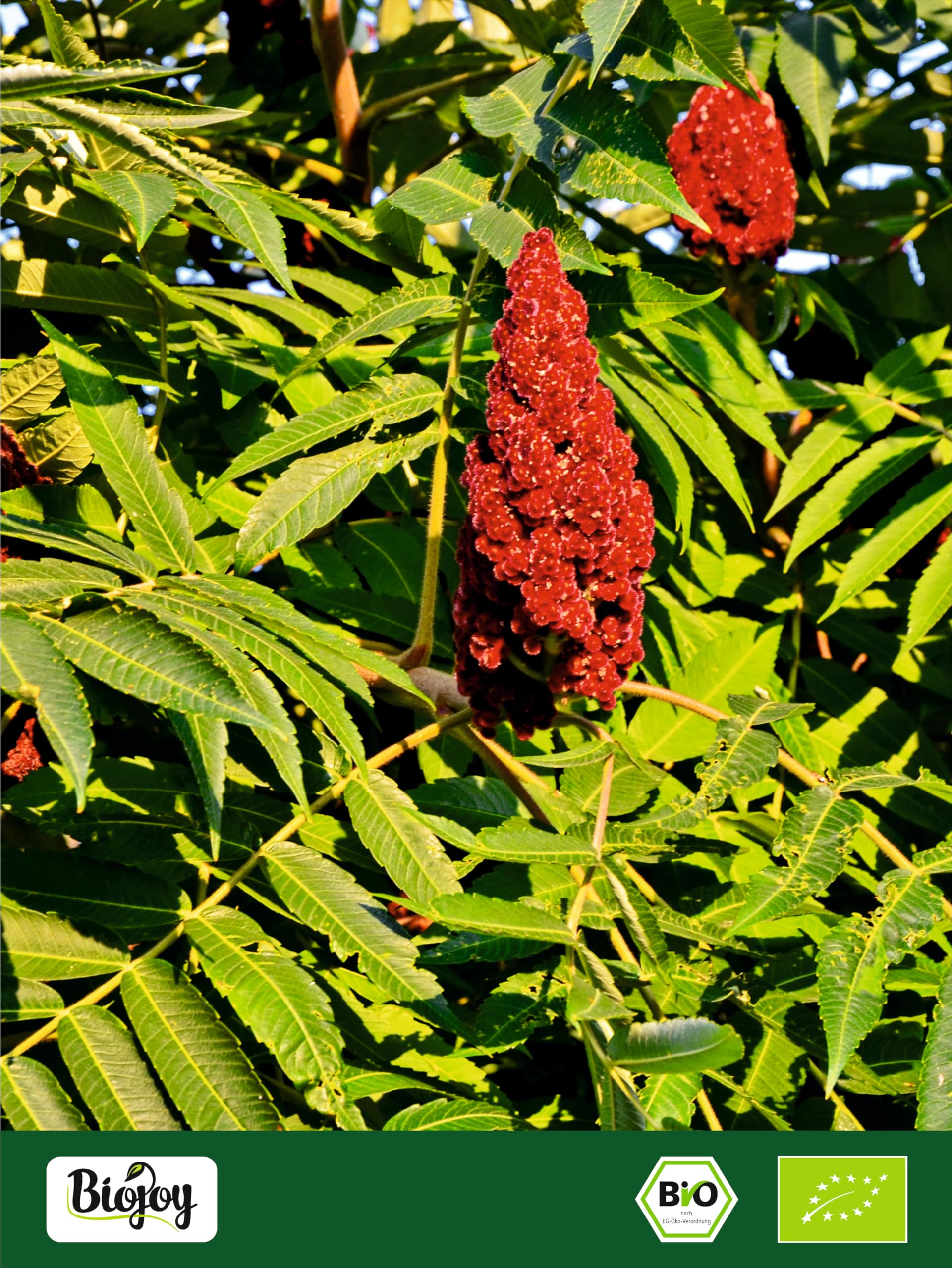 Biojoy Sumac BIO turc, finement moulu, avec 5% de sel gemme, 1 kg | Assaisonnement au sumac non traité, Rhus coriaria L.