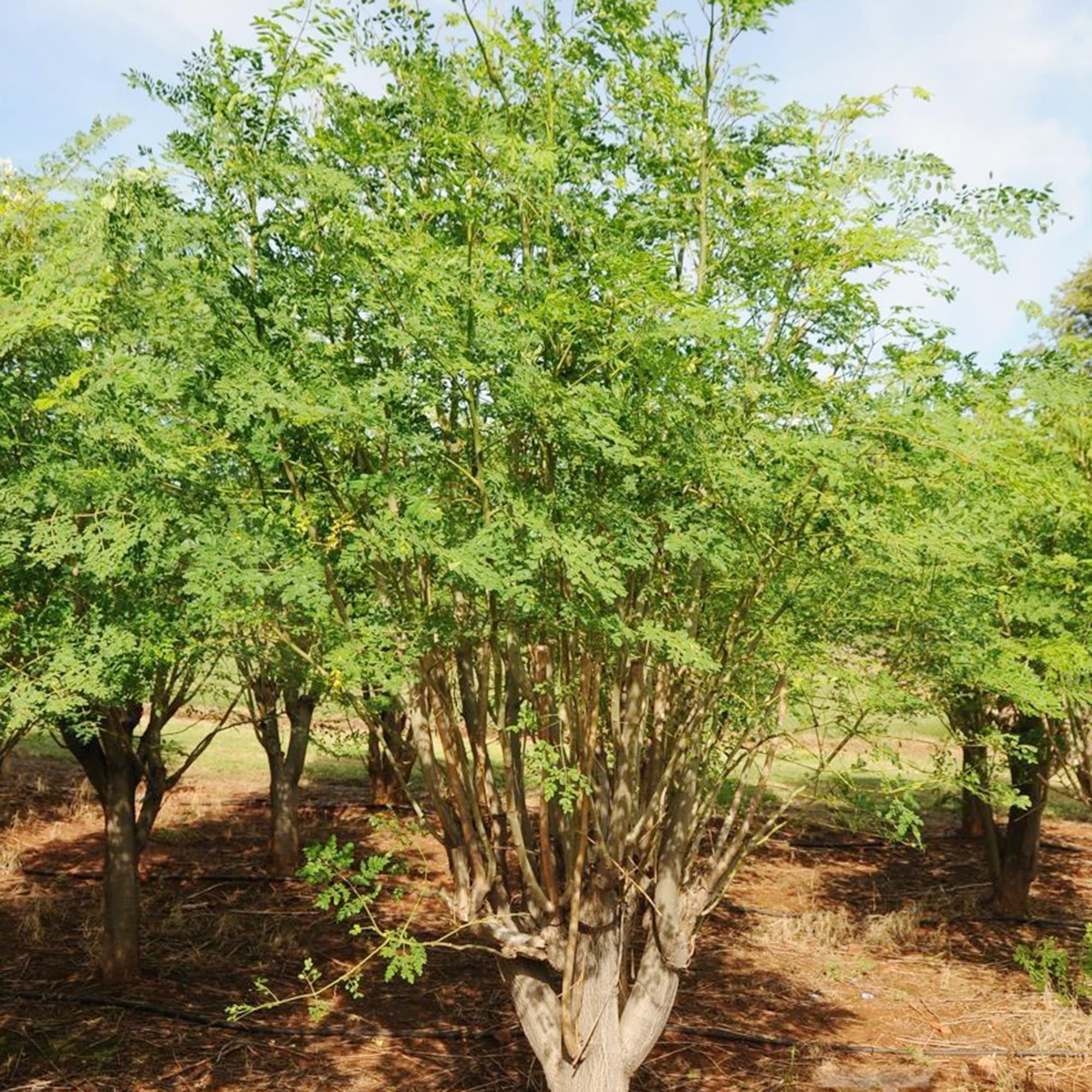 Amazon.com: QAUZUY GARDEN 20 Miracle Tree Seeds, Moringa Plant
