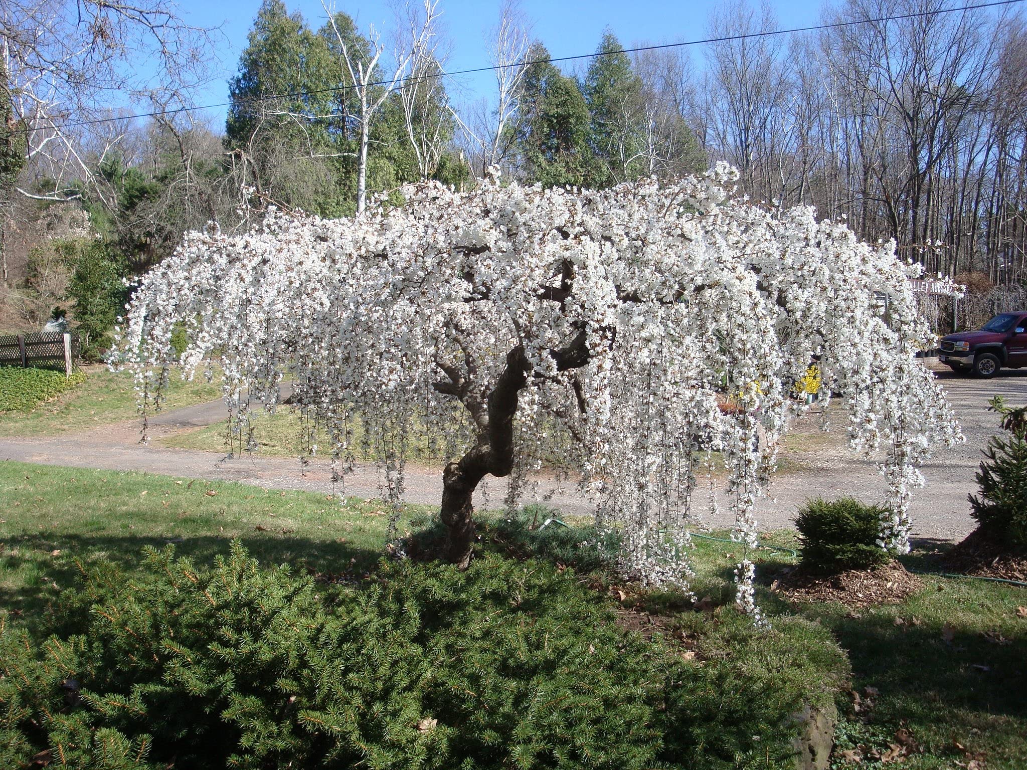 Amazon.com : Weeping Cherry Blossom Tree Plant, 8 to 12 Inch
