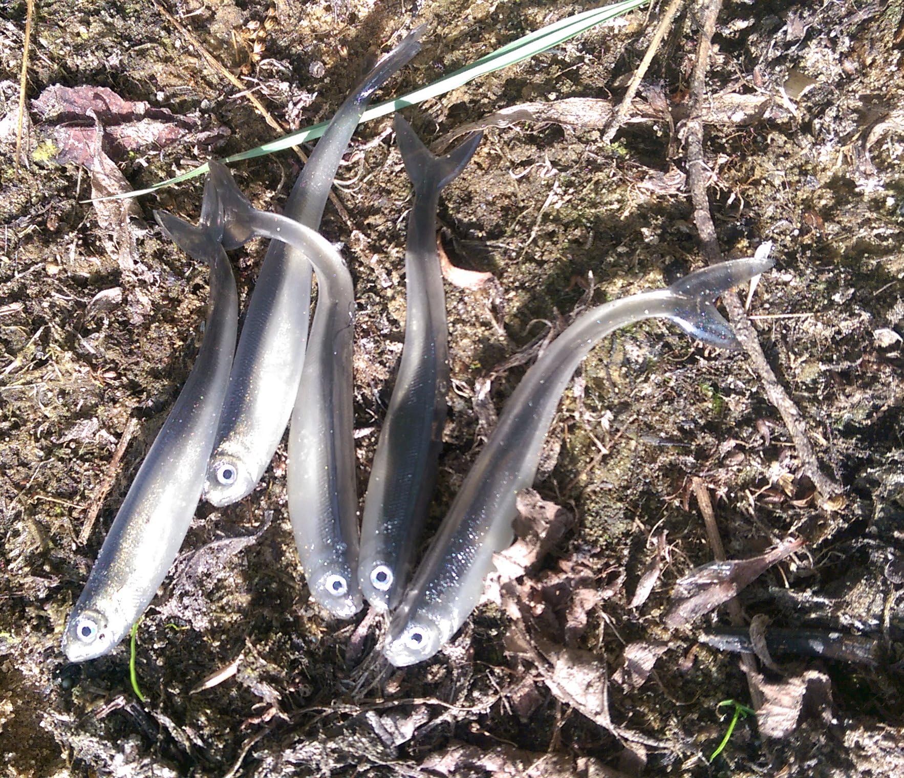 SILVER TIDDLER Drop shot lure soft rubber shad fish for perch pike trout chub 80mm (3'') / 2.4g / 5 pieces per pack