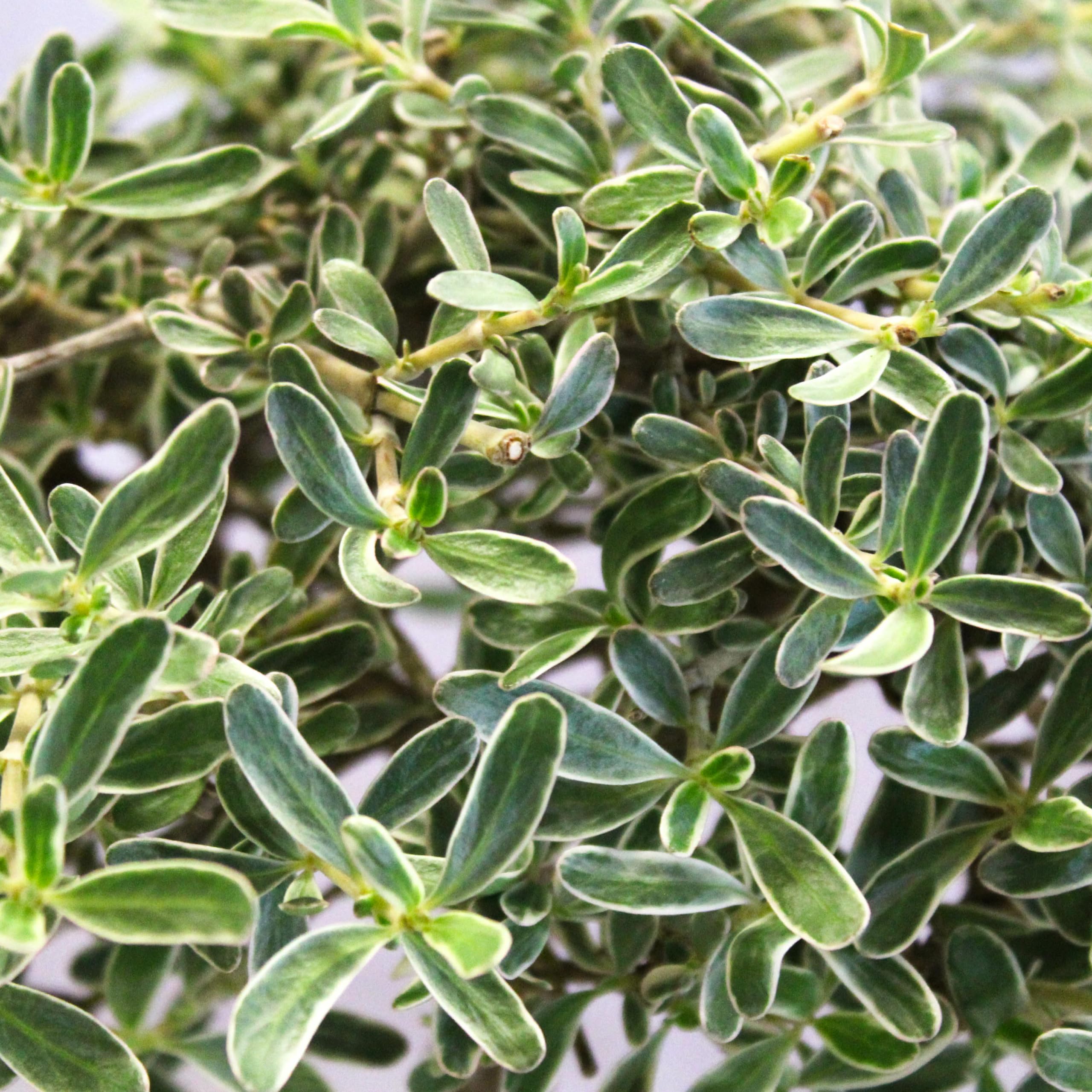 KENTIS - Coprosma Bonsai - Naturelle Bonsaï - Plantes d'Extérieur - Pot Artisanal en Céramique - H 20-25 cm Pot Ø 19 cm