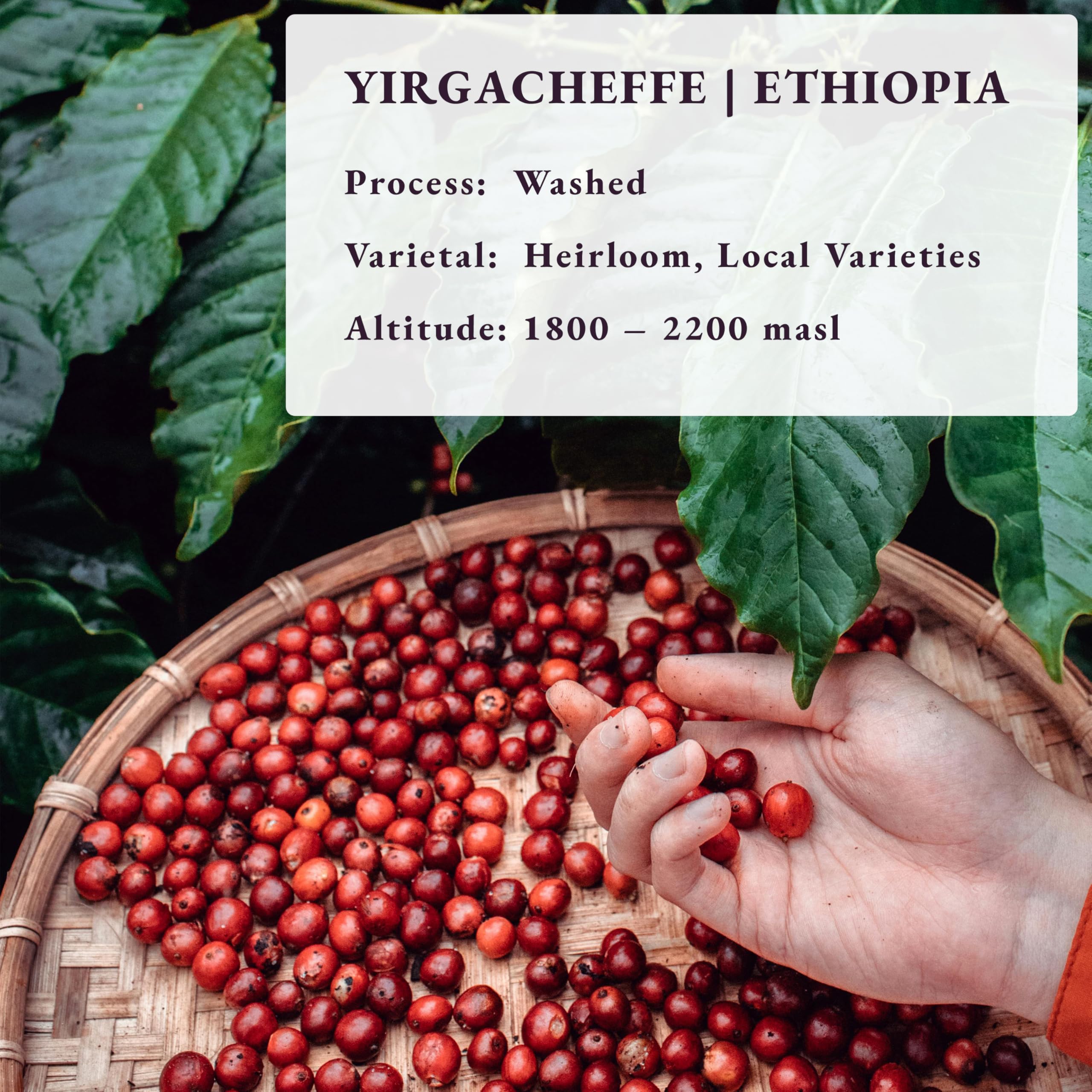 Freshest Specialty Coffee Beans | 80 CUP Roastery | Single Origin ~ Roasted After Order (1000g, Ethiopia Yirgacheffe)