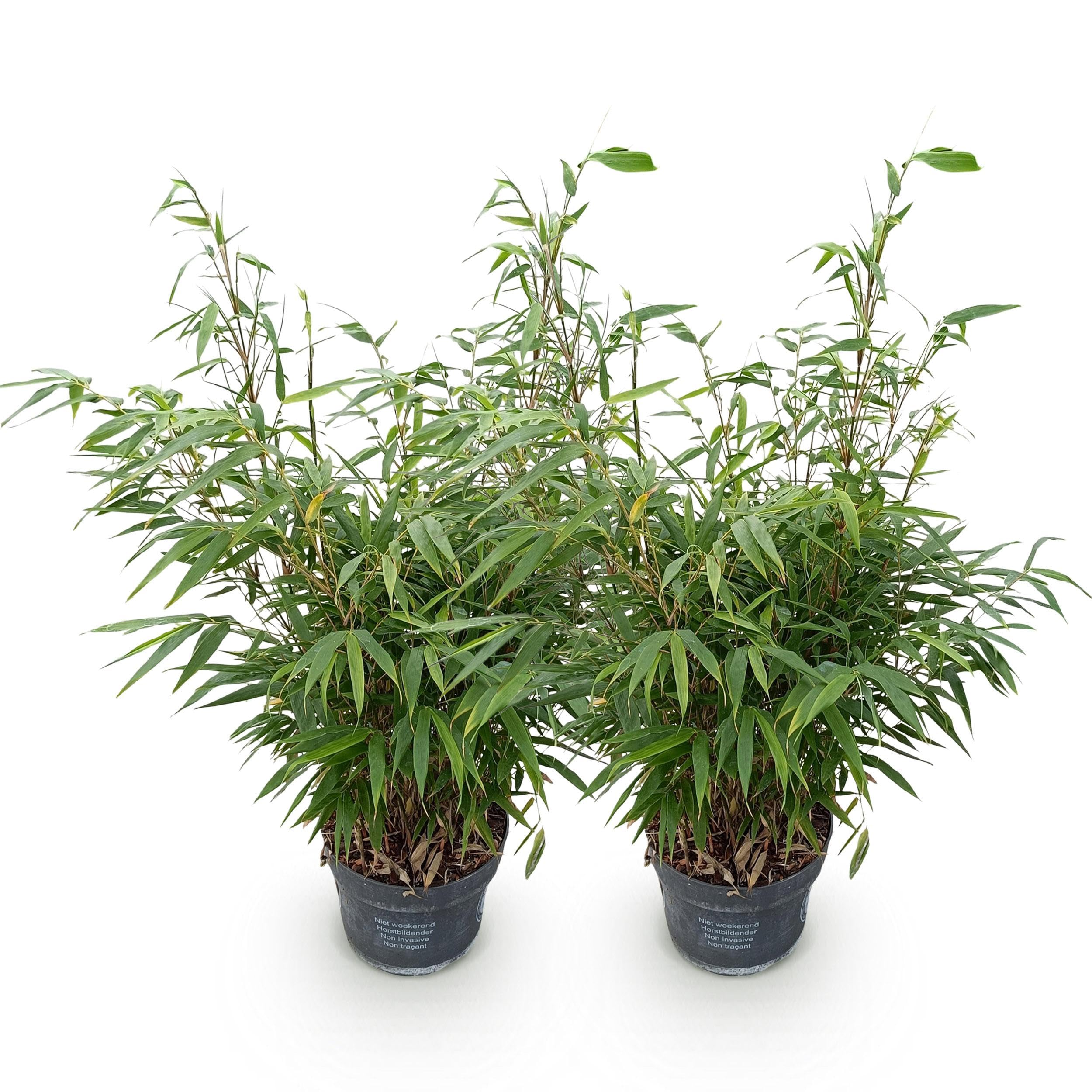 Green boutiQ - Grser - Fargesia robusta Pingwu - Bambus - Wuchsform: Nicht  Ausluferbildend - Grn - 2 Pflanzen - Topf 23 cm - Hhe 80 cm : Amazon.de:  Garten