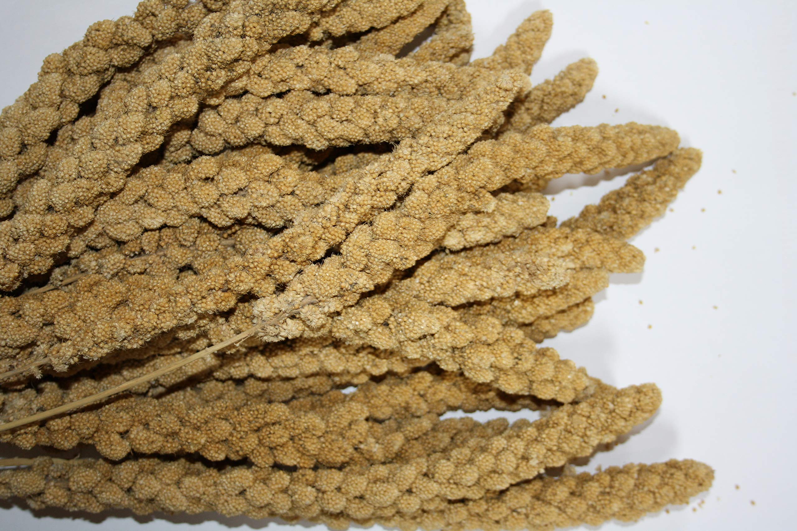 Kolbenhirse chinesisch gelb - Versele 15kg