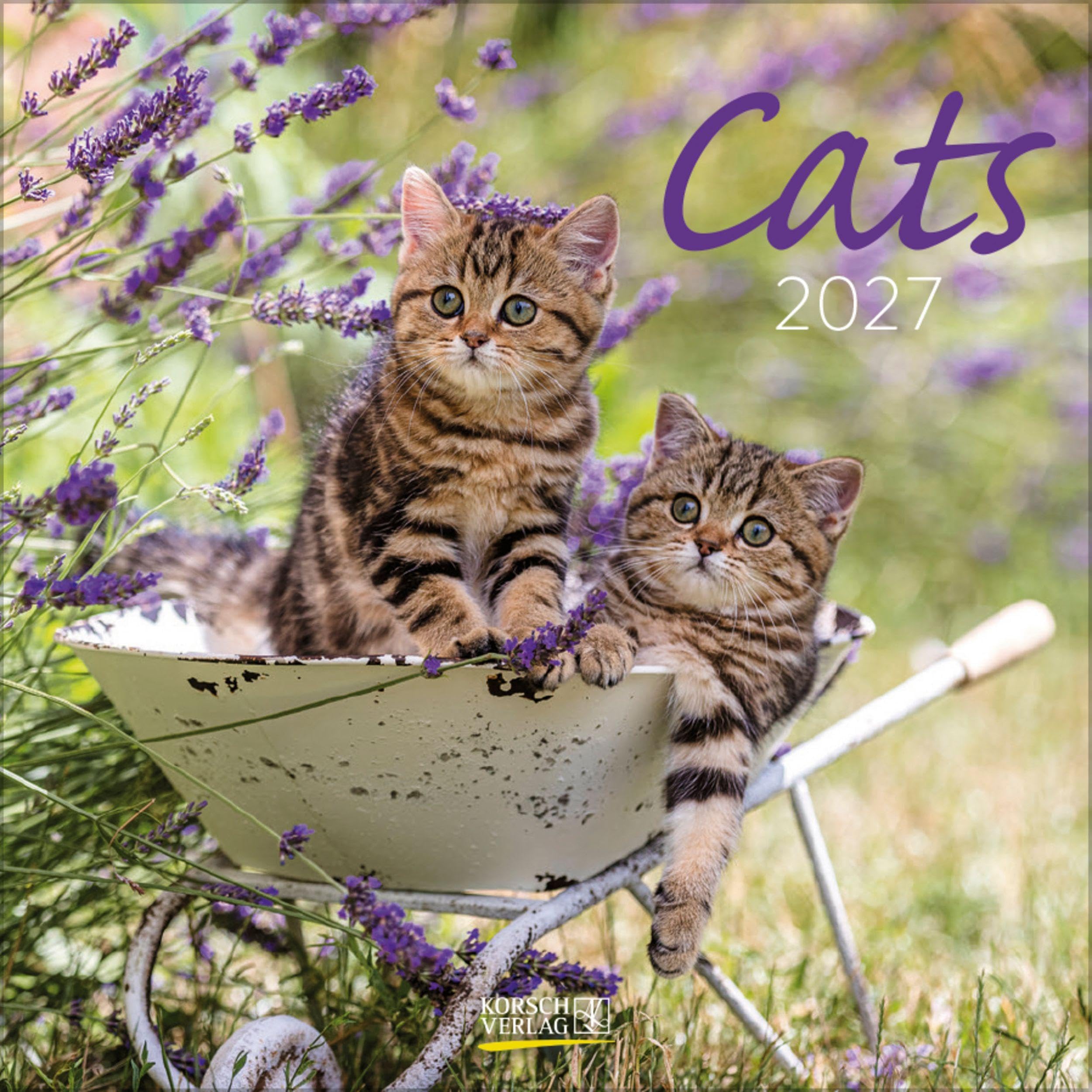 Cats 2027: Broschürenkalender mit Ferienterminen. Katzen und Kätzchen. 30 x 30 cm