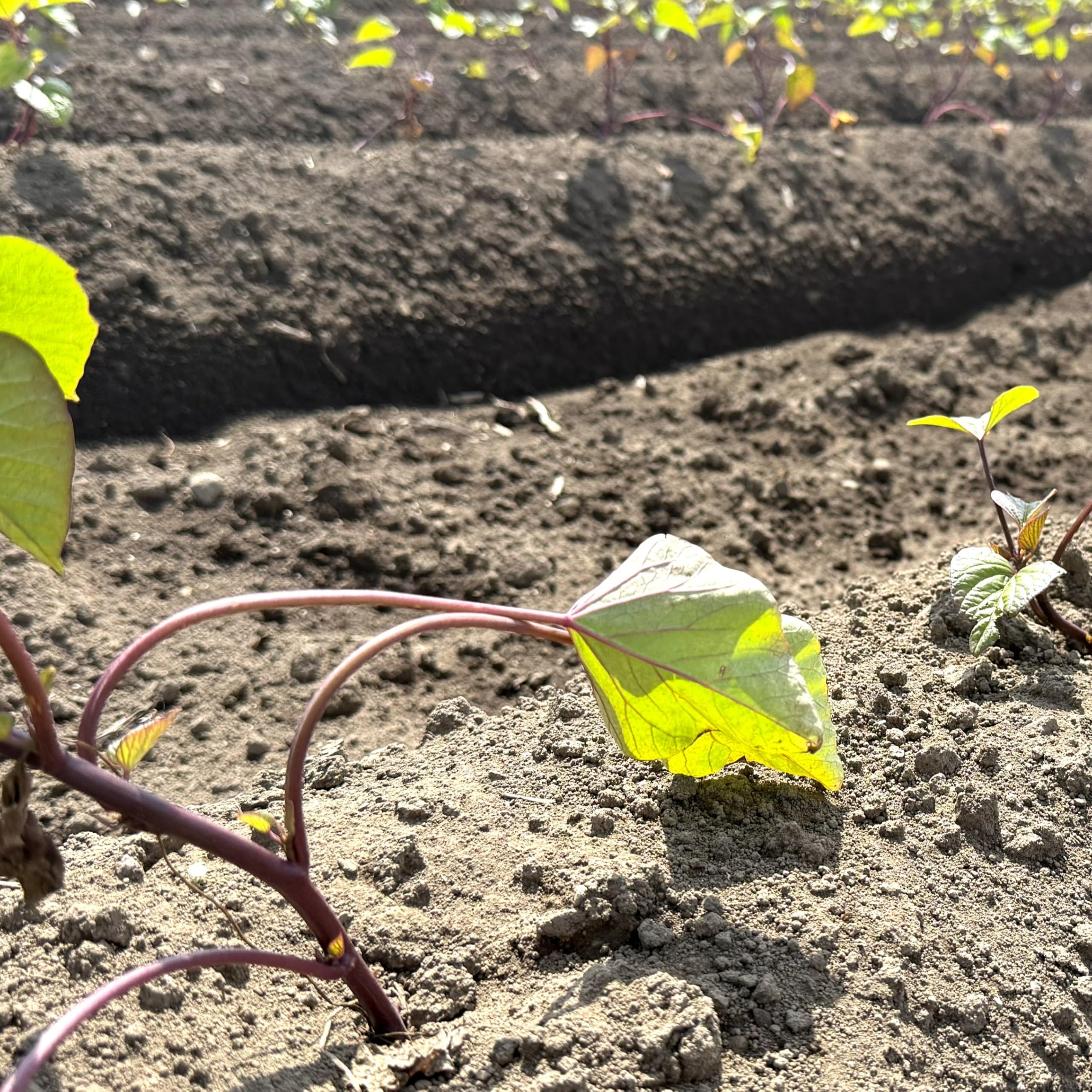 Amazon.co.jp: さつまいも【苗】6月下旬発送【べにはるか】茨城県産
