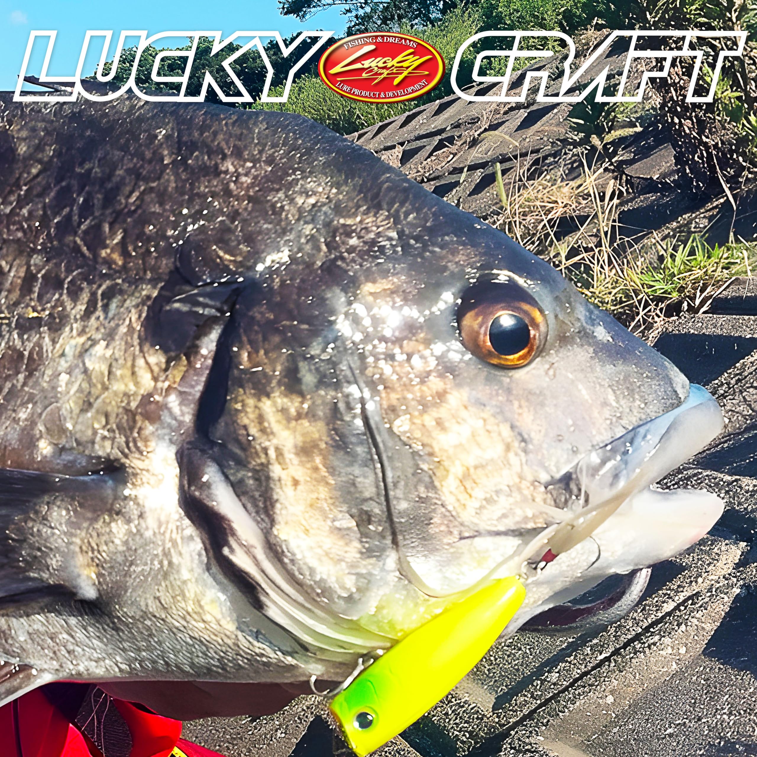 Amazon.co.jp: ラッキークラフト(LUCKY CRAFT)ベビーポッパー50