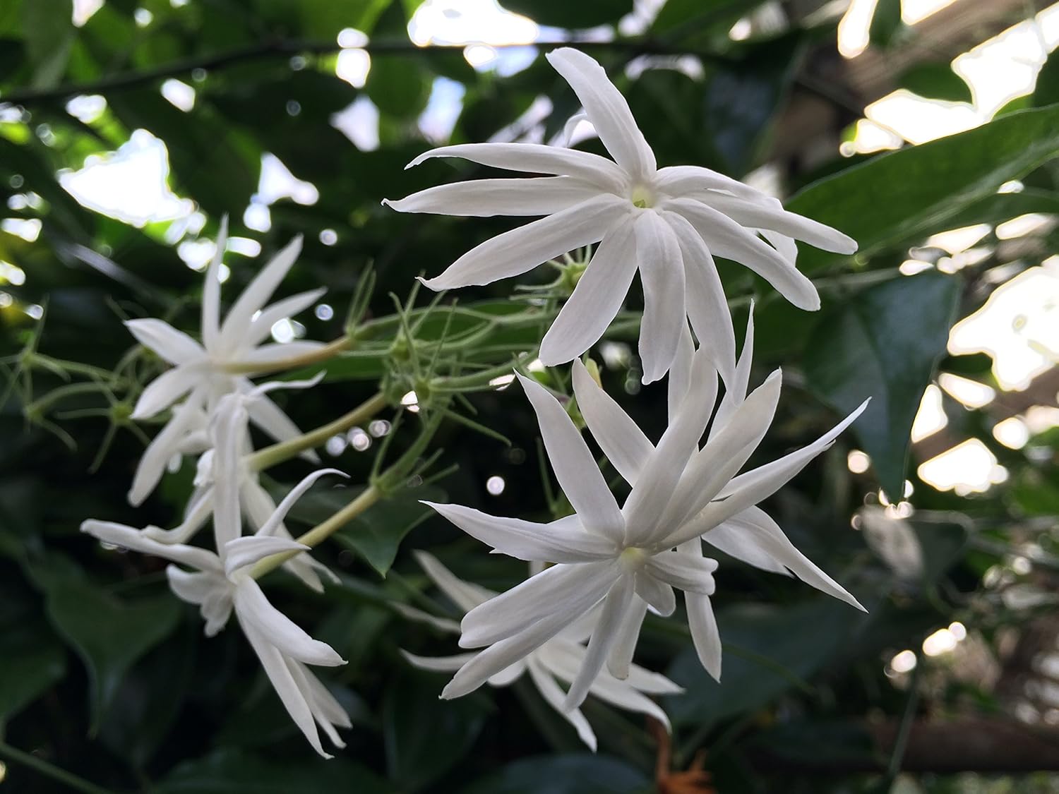 Creative Farmer Jasmine Plant (Royal Jasmine) Jasminum Officinale