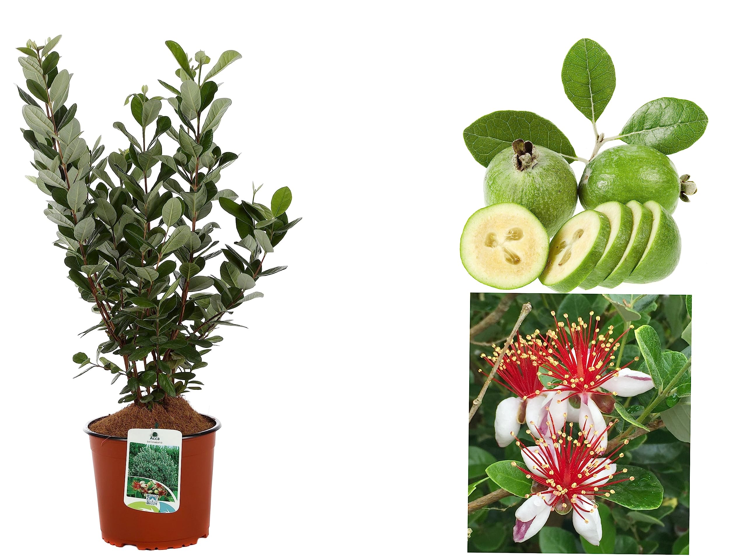 Feijoa ACCA Sellowiana - Winter Hardy Evergreen Pineapple Guava - Hardy Plants for Garden - High 40 cm Pot Diameter 19 cm