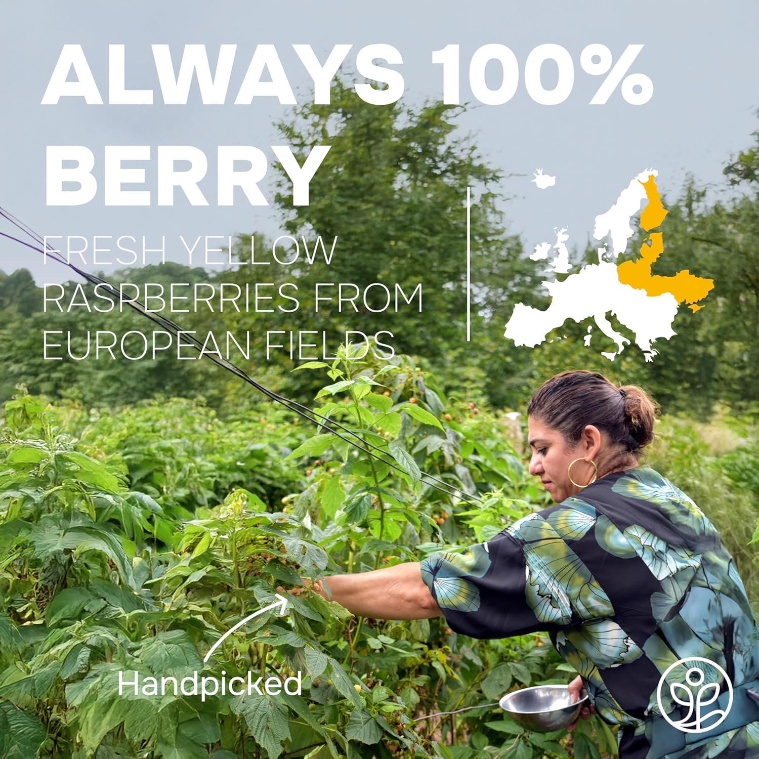 Yellow Raspberry Powder 5 Ounce Bag - 3rd Party Lab Tested Himalayan Golden Freeze Dried Raspberries Fruit Dehydrated Whole Berry for Baking & Smoothies No Added Sugar Additive and Filler Free Extract