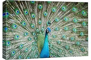 Peacock Wall Art - Canvas Prints of Breathtaking Feathers and Graceful Tails