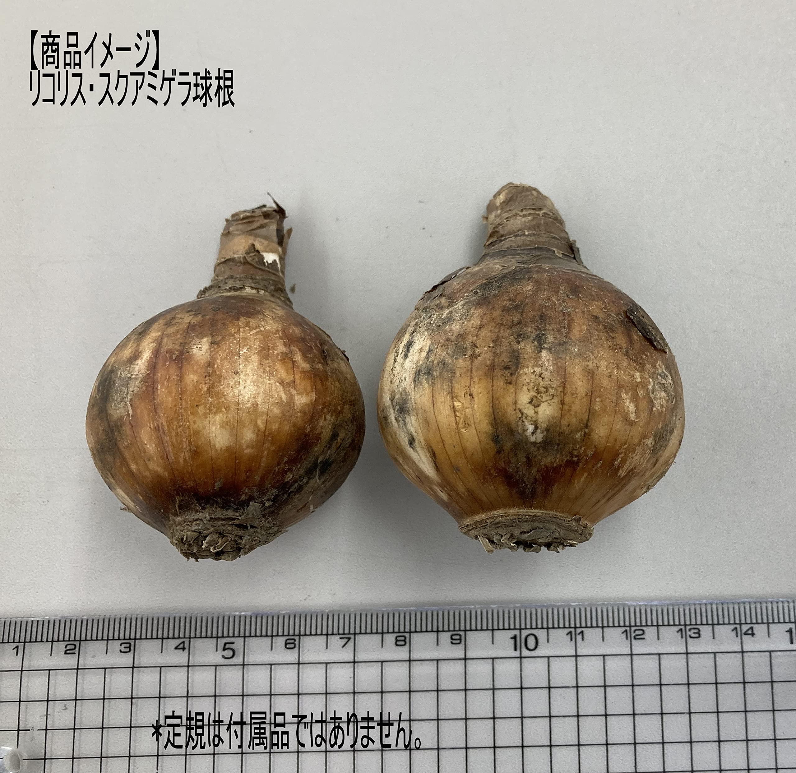 Amazon | 福花園種苗 リコリス・スクアミゲラ(Lycoris squamigera)球根