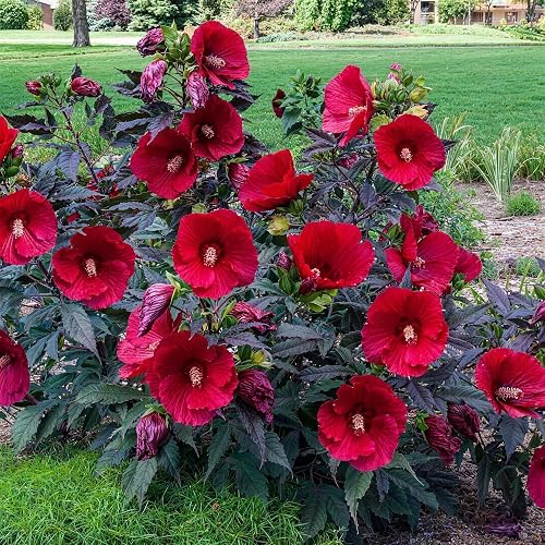 50+ Hibiscus Seeds for Planting - Perennial Hardy Flower Seeds,
