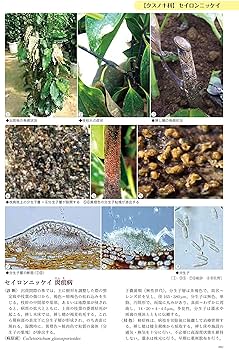 花木・観賞緑化樹木の病害虫診断図鑑 第1巻 花木・観賞緑化樹木の病害虫診断図鑑 第Ⅰ巻病害編 第Ⅱ巻害虫編
