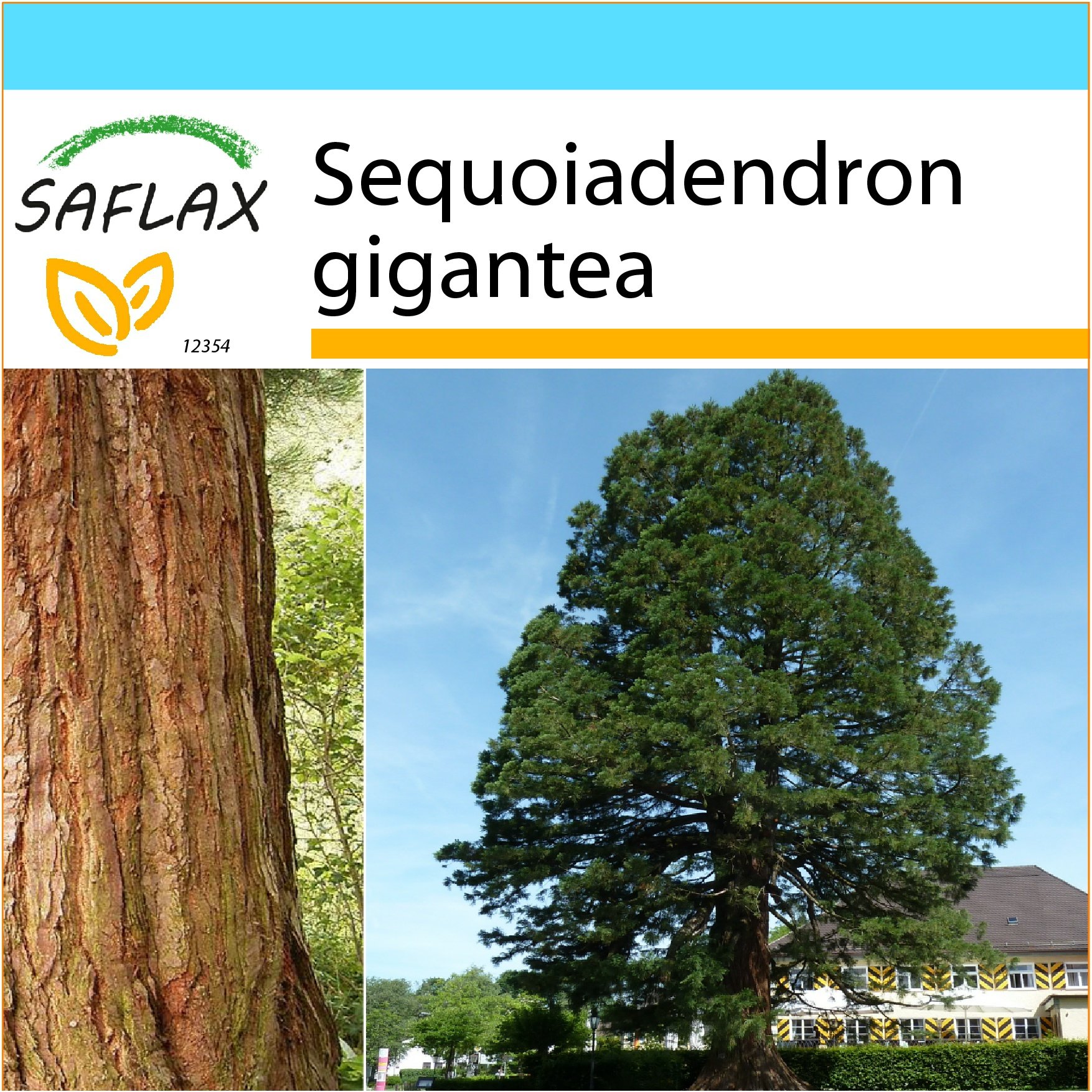 SAFLAX - Gift Set - California Giant Redwood - 50 Seeds - Sequoiadendron gigantea