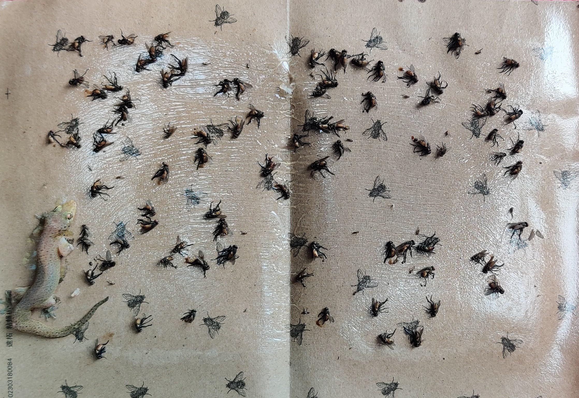 Fly Glue Trap Sticker Paper/Sticky Traps for Home Office Work Place/Chemical Free Insect Catcher Pack of 25 No Flies (B0D6SYRS39) Amazon Price History, Amazon Price Tracker