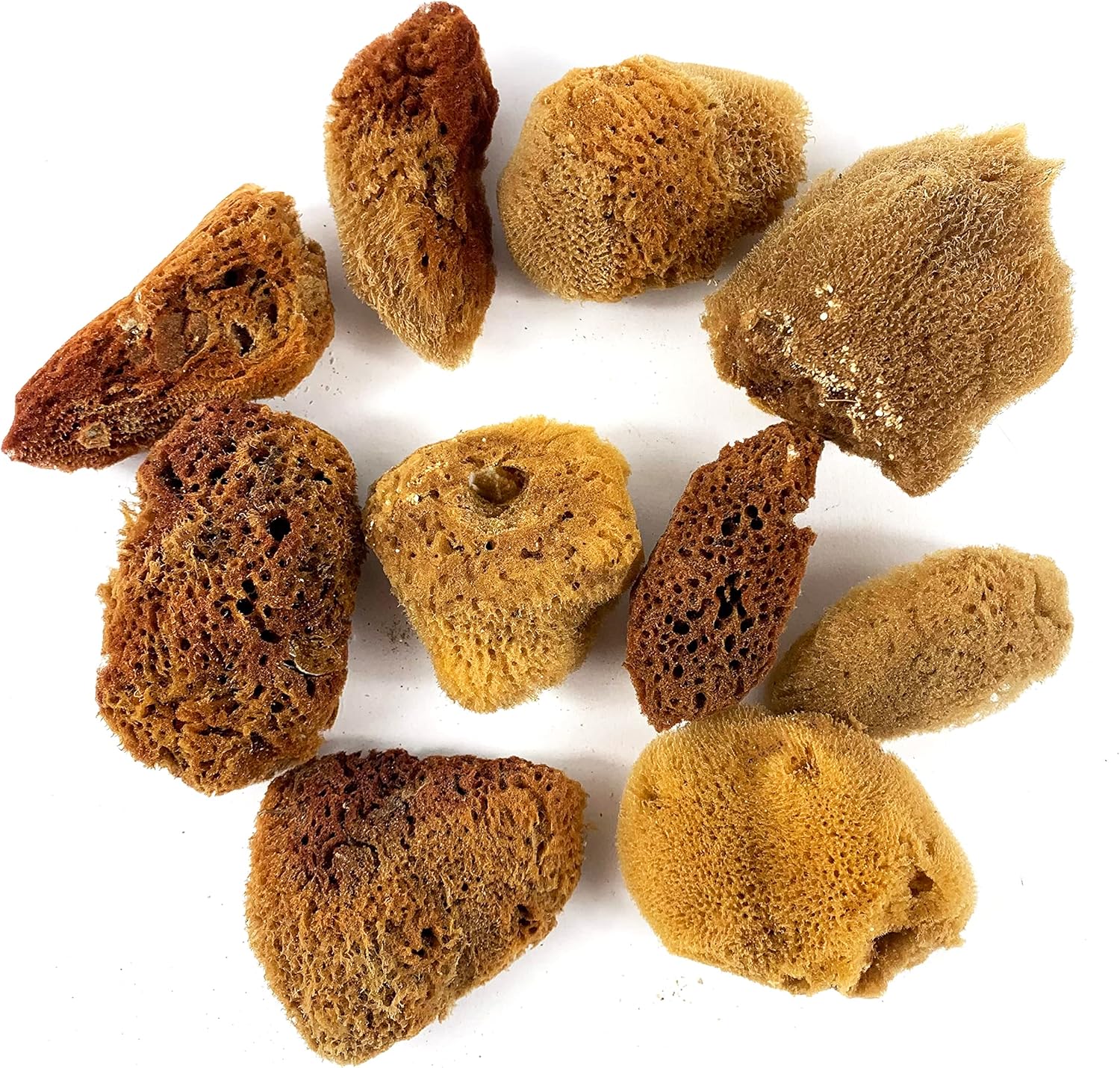 Amazon.com: Heyiwell 10PC Hermit Crab Natural Brown Sponges Hermit Crab ...