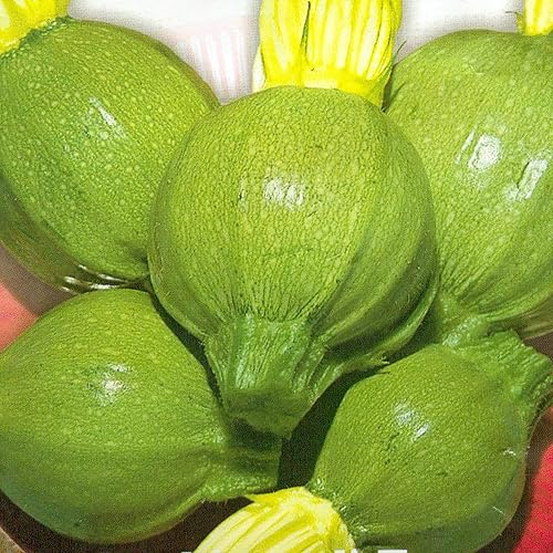 Miniatura 2 de CHUXAY GARDEN 20 semillas de médula bebé calabacines calabacines cuucurbita pepo orgánico sin OMG calabaza verde saludable deliciosa vegetal alta