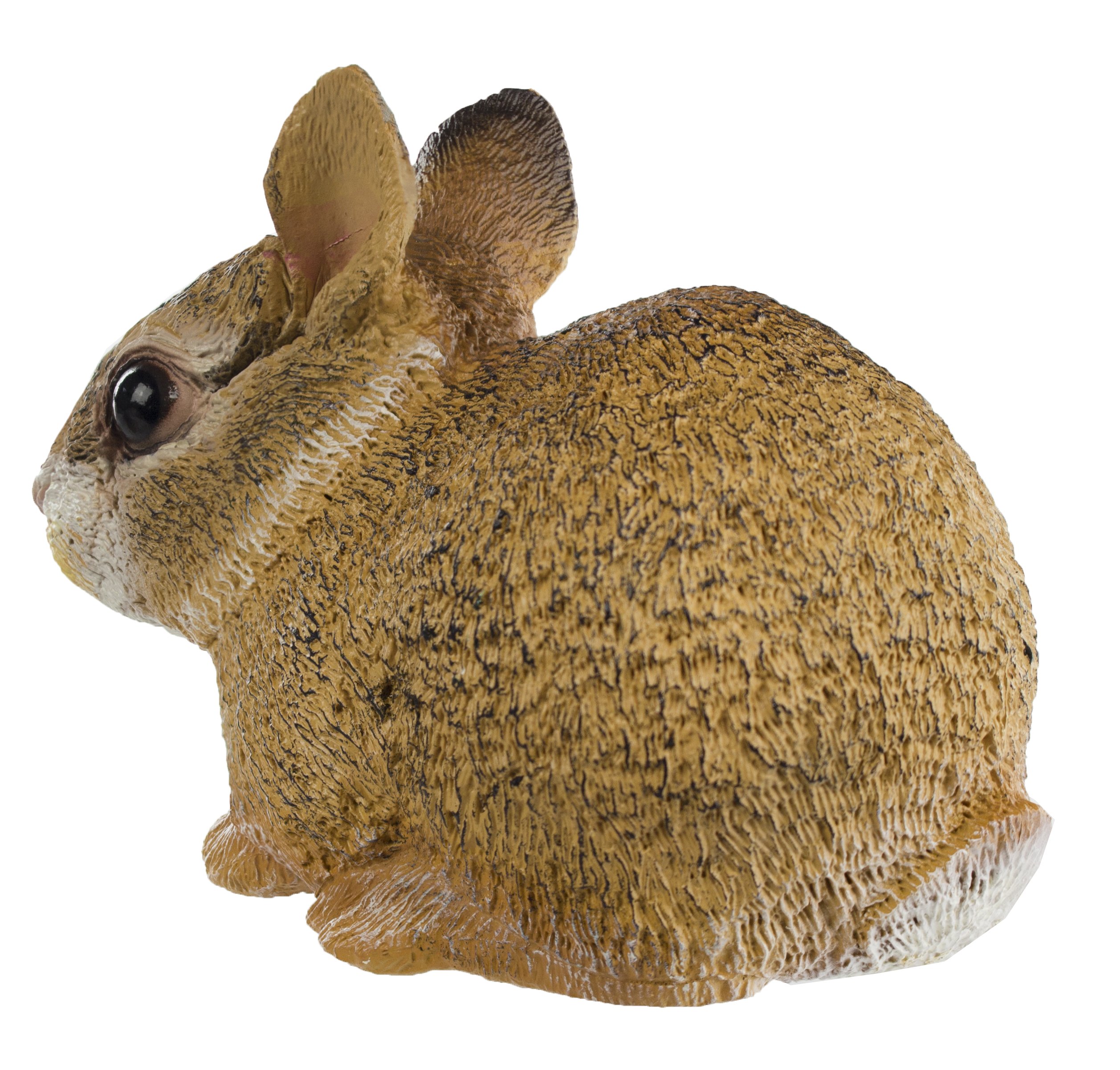 Baby White Cottontail Rabbit