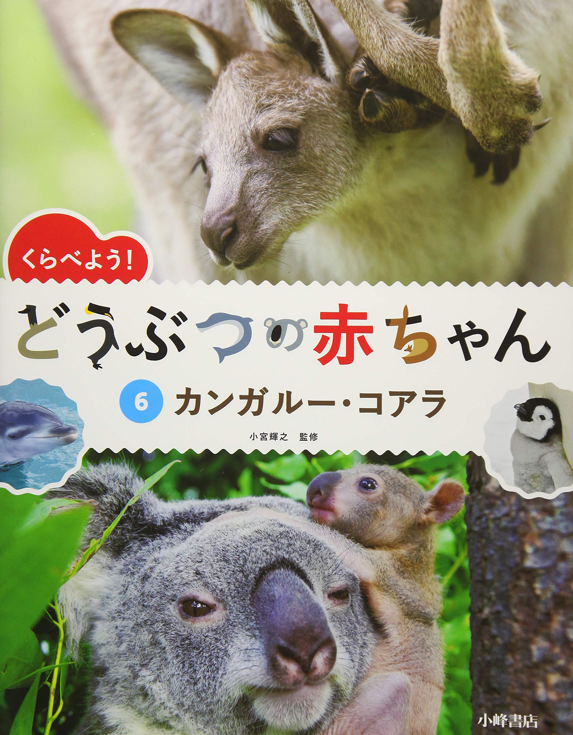 6カンガルー コアラ くらべよう どうぶつの赤ちゃん 輝之 小宮 本 通販 Amazon